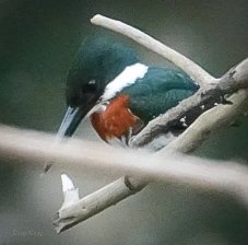 Green Kingfisher on the Macal River, Western Belize