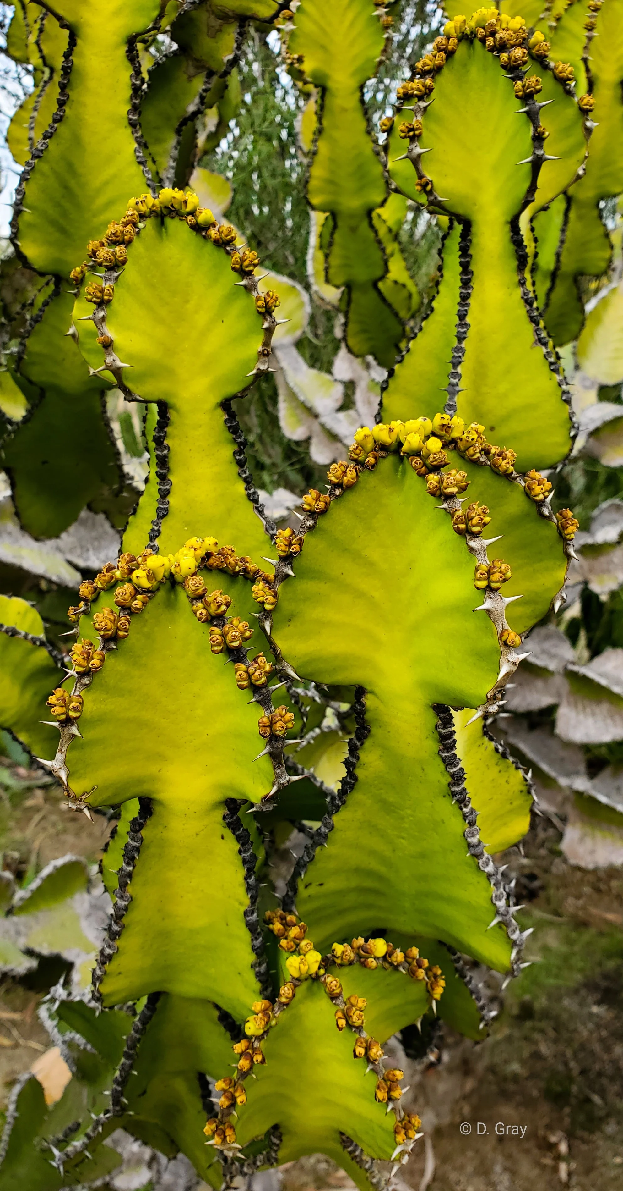 Transvaal Candelabra Tree (Euphorbia cooperi)