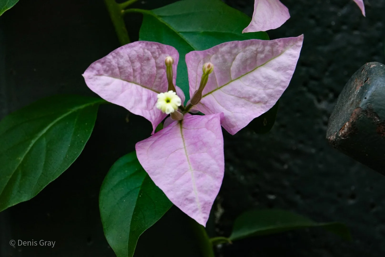 Bougainvillea, Western Belize