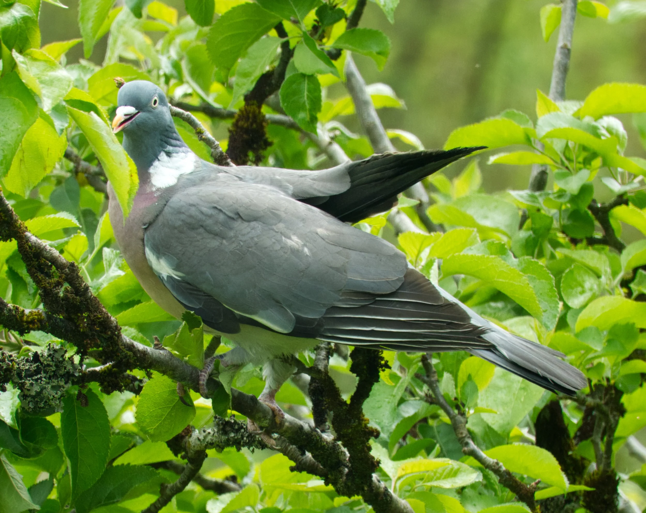 Wood Pigeon, Petitswood, Mullingar, Ireland