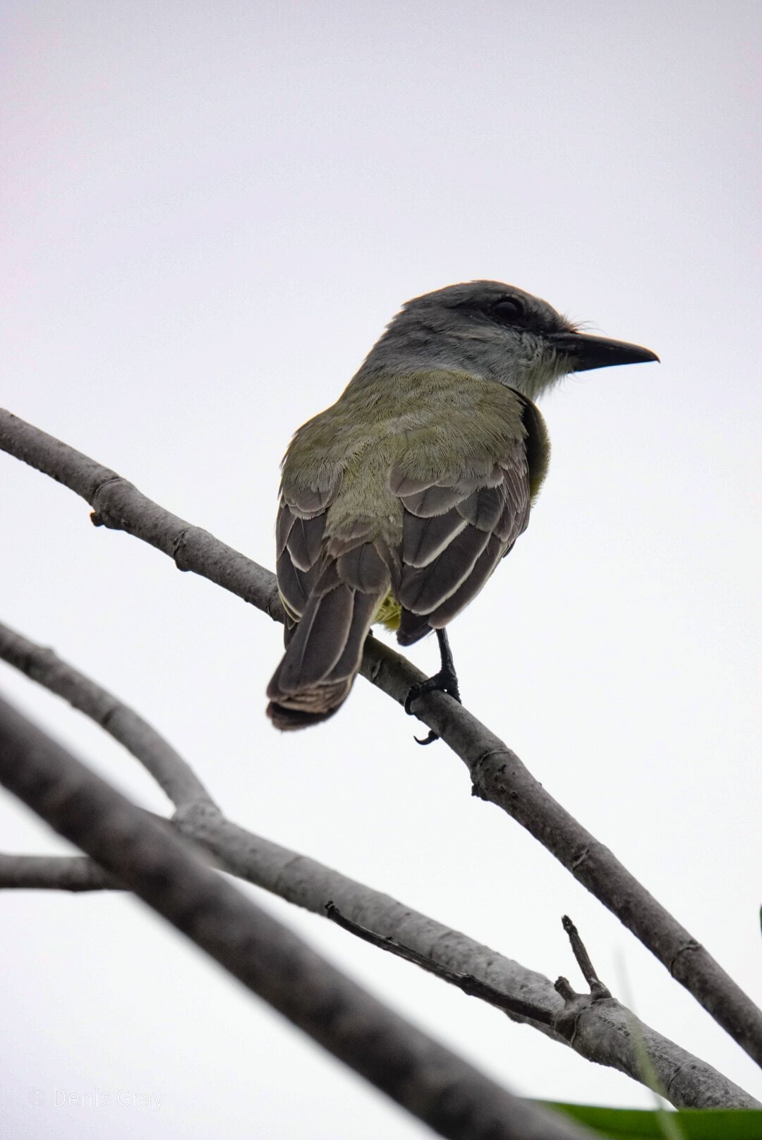 Tropical Kingbird, Western Belize