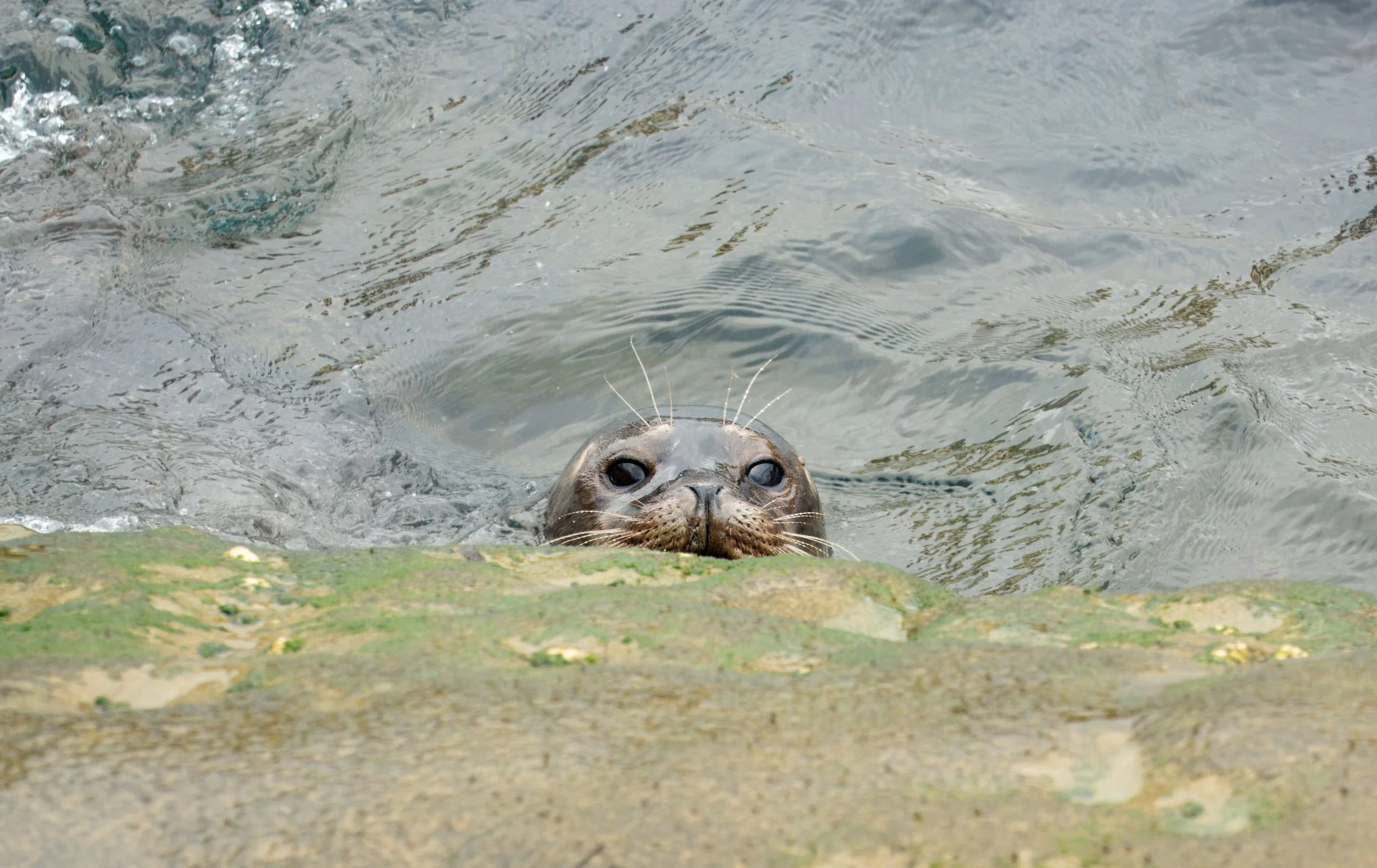 Seal whiskers are highly sensitive and are used to track prey and for finding their way in dark or murky water
