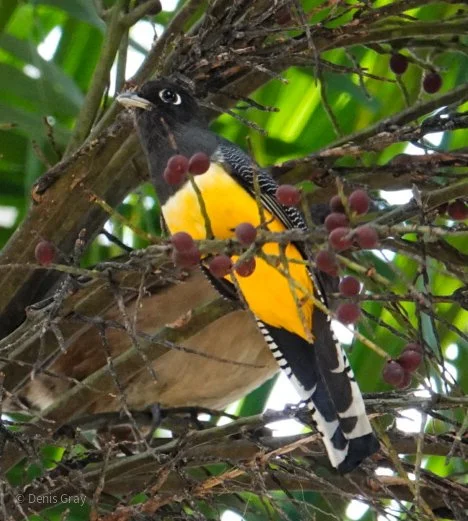 Gartered Trogon, Belize Botanic Garden, Western Belize