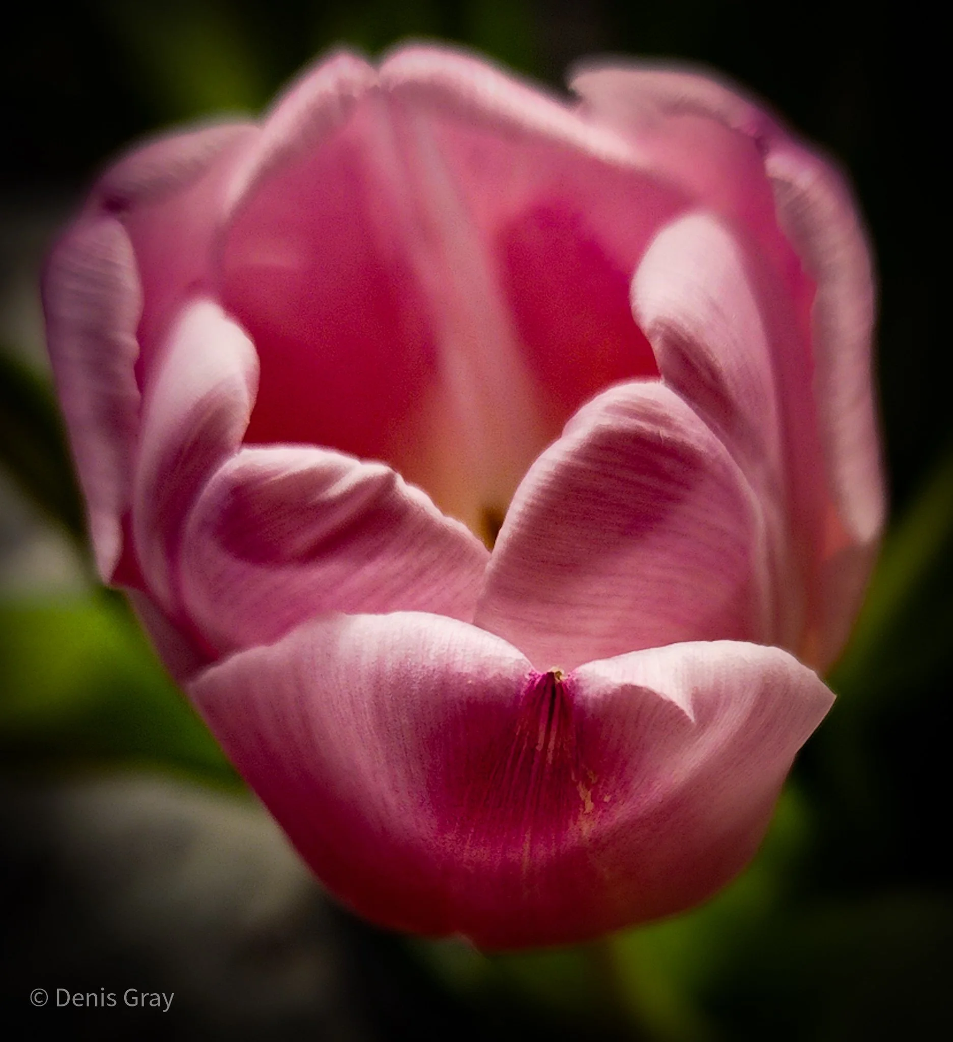 Pink Tulip, St.Clair, Toronto
