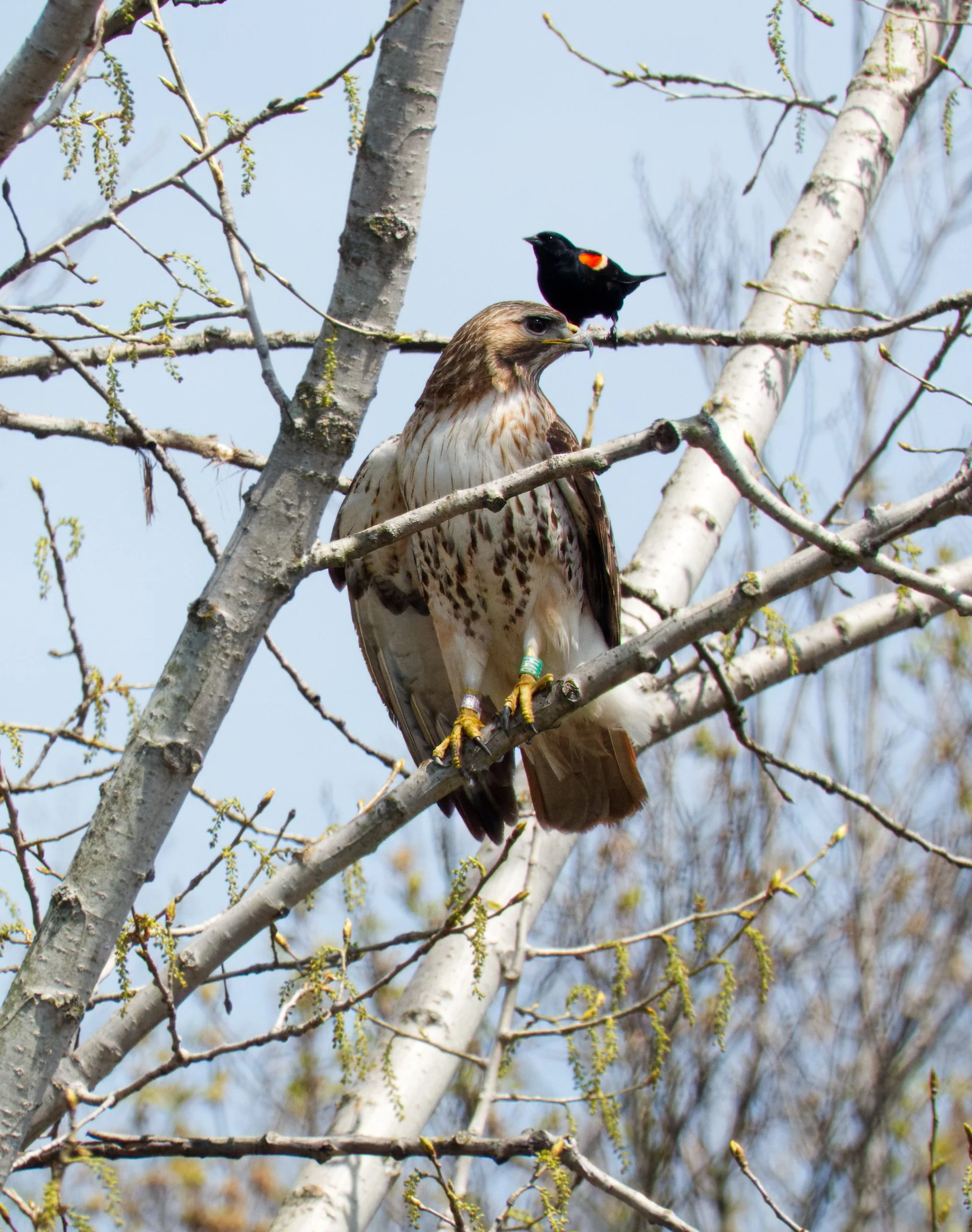 Red-tailed Hawk and a friend, A Red-winged Blackbird, Evergreen Brickworks, Toronto