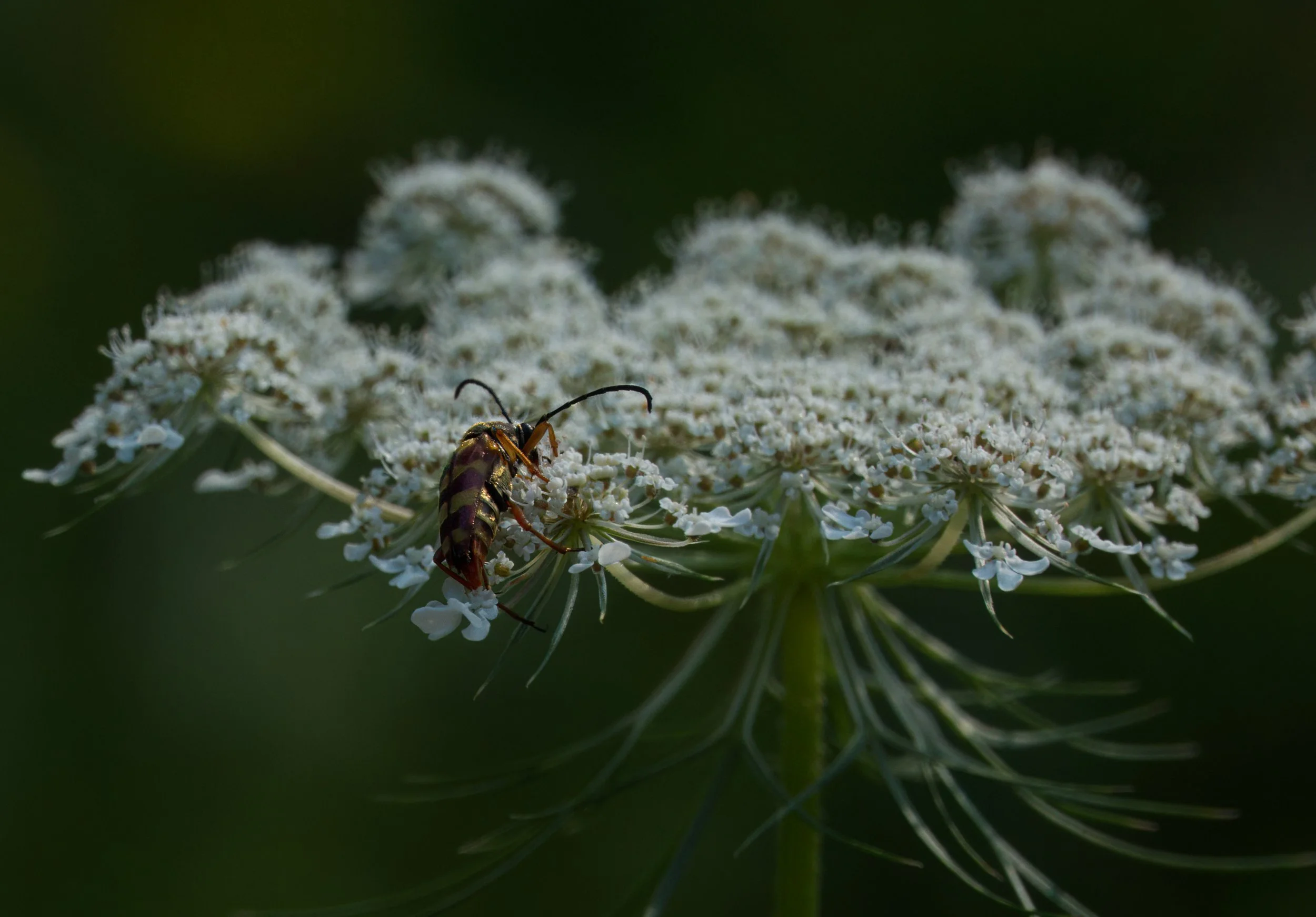 Spotted Longhorn Beetle