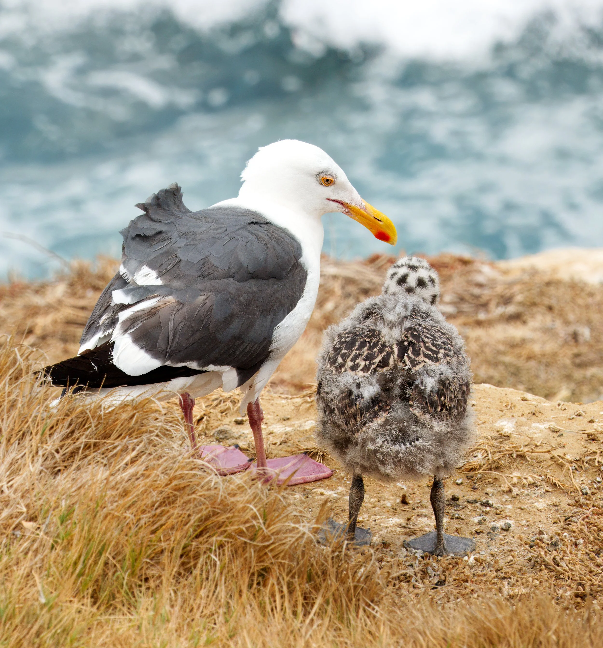 Great Black-backed Gull and chick, La Jolla, Southern California