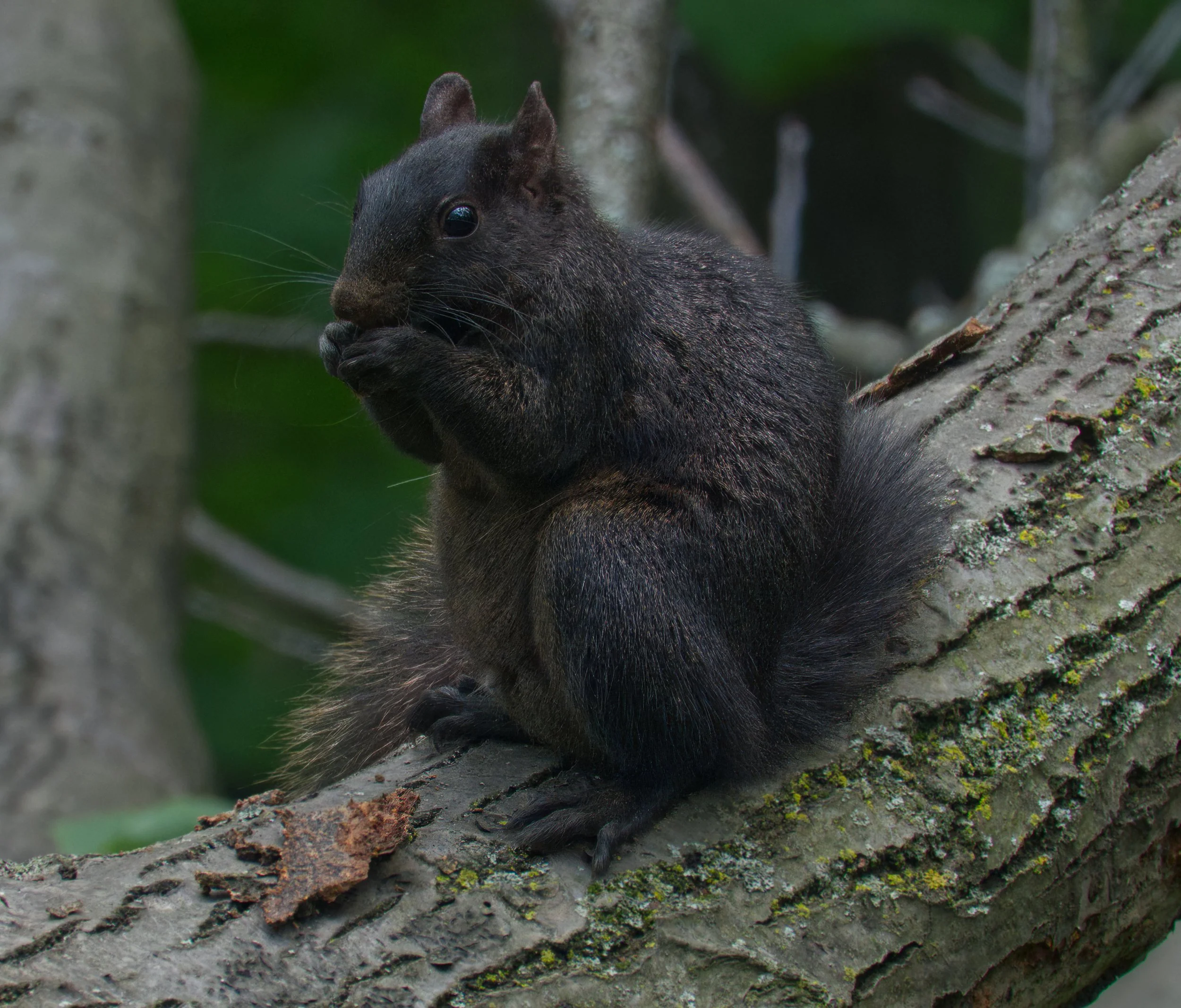 Black Squirrel