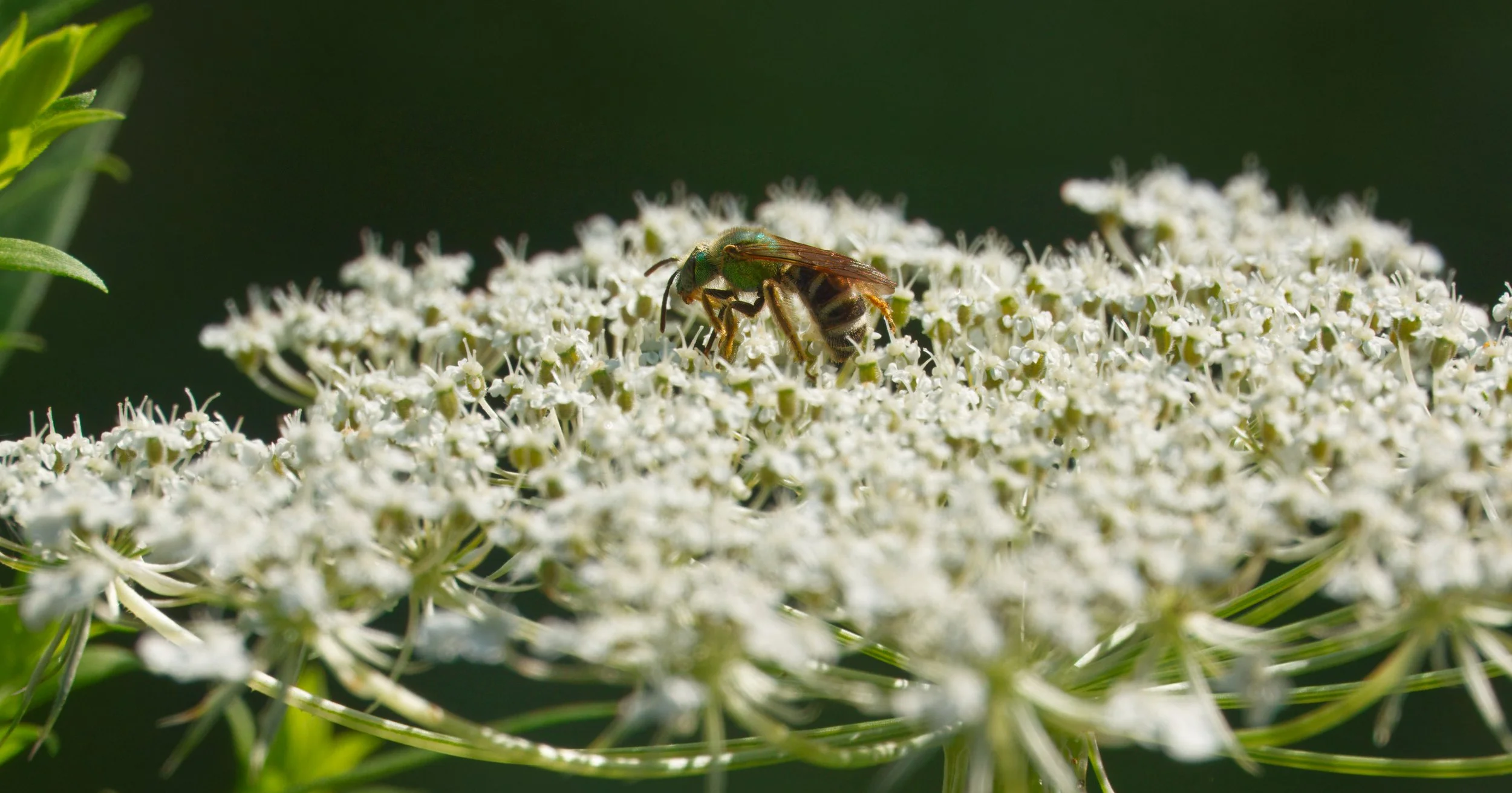 Metallic Green Sweat Bee