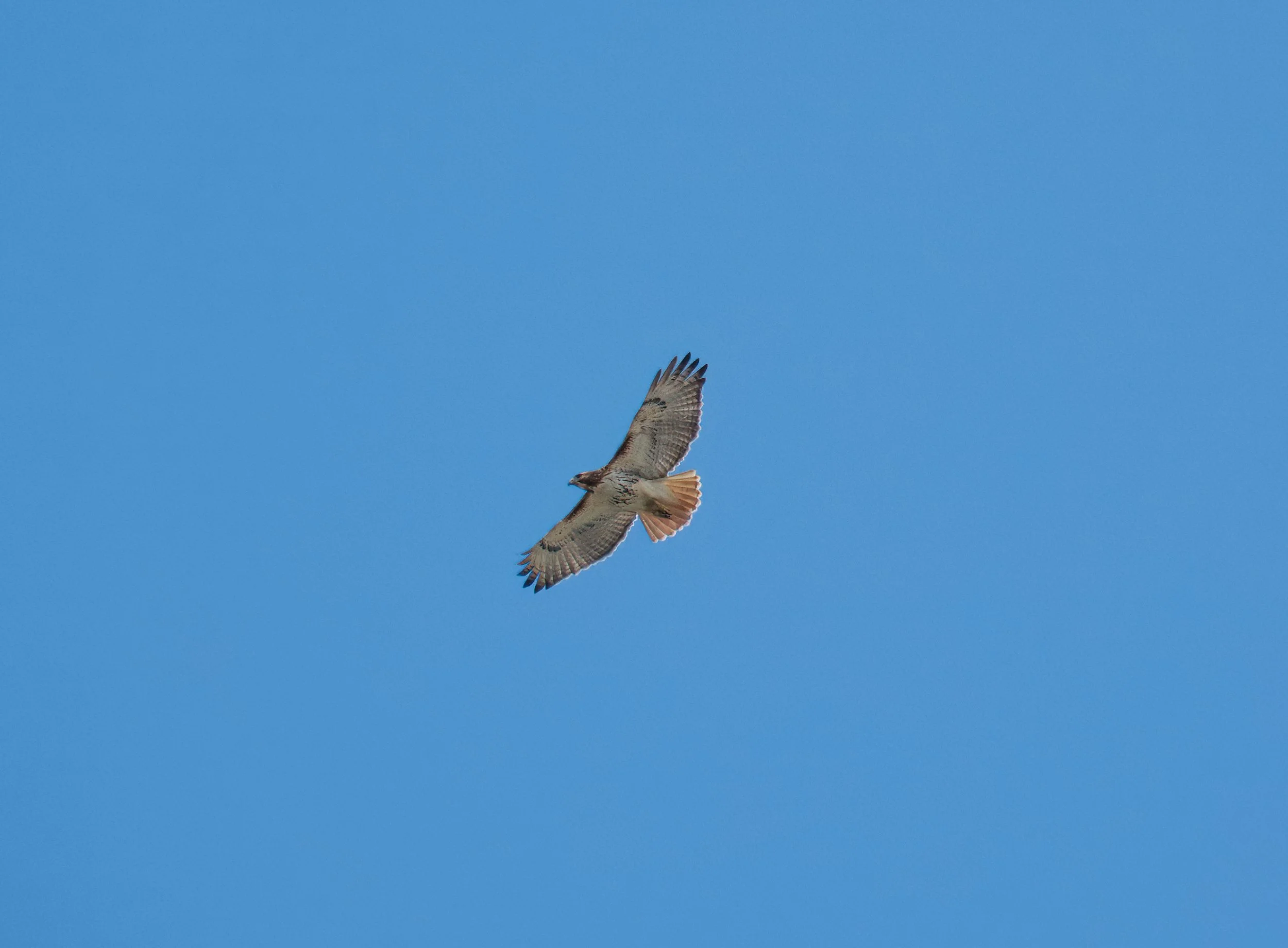 Red-tailed Hawk 01 DSC05159.jpg