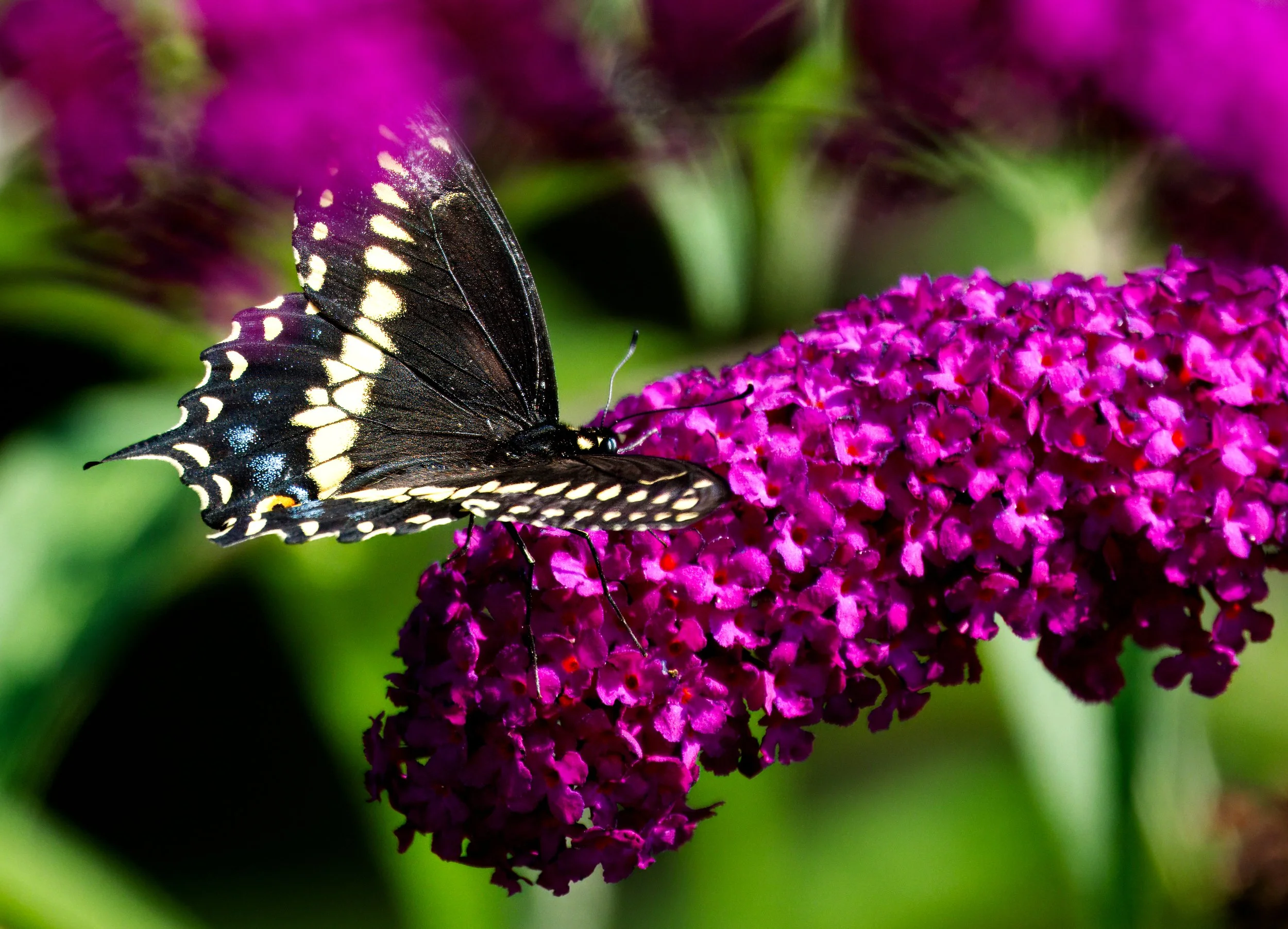 Eastern Black Swallowtail Butterfly 