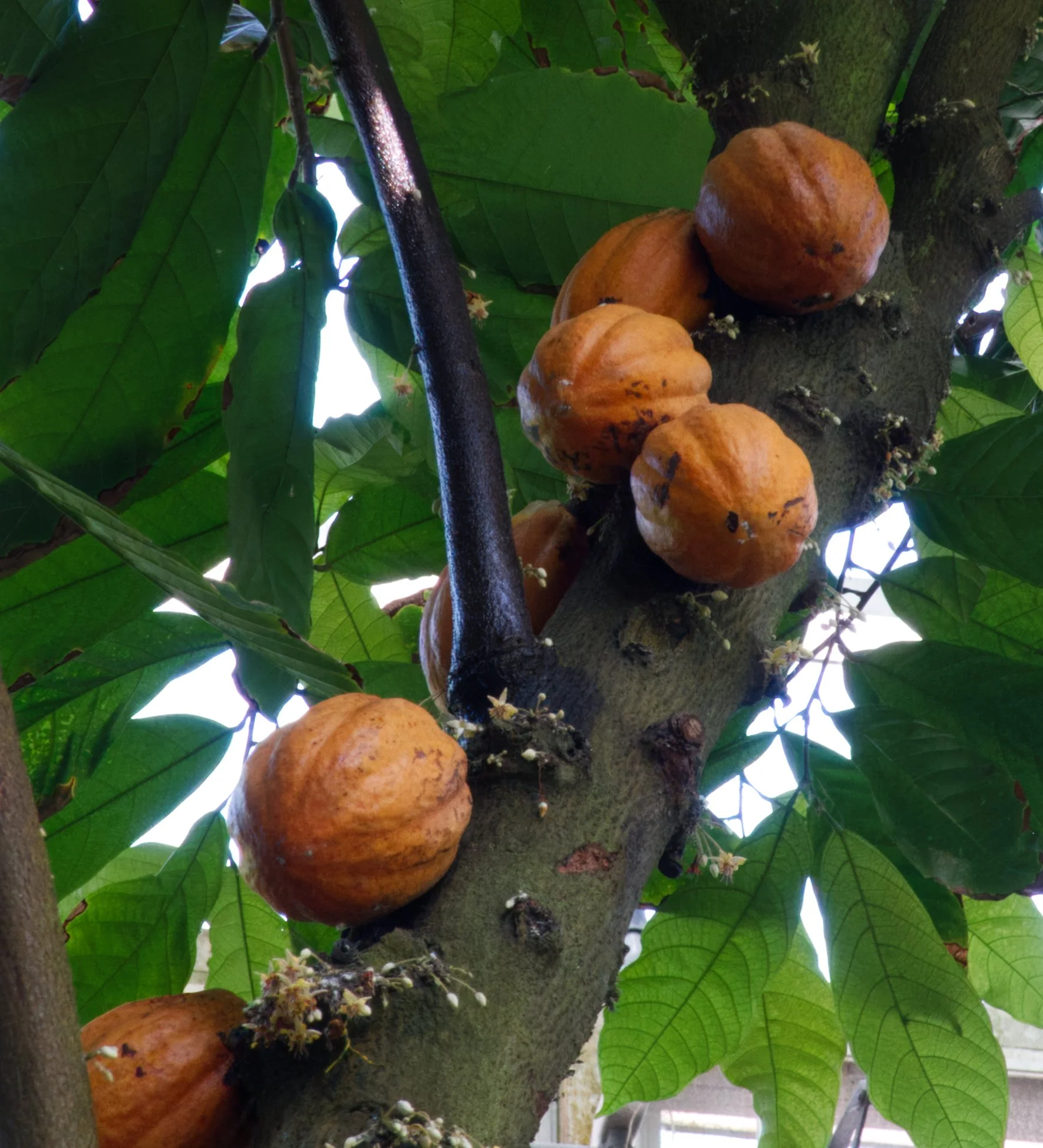 Cacao, Atlanta Botanic Garden, Atlanta, Georgia