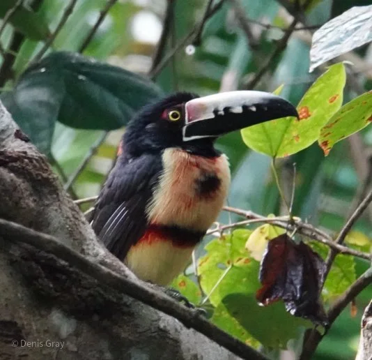 Collared Aracari, Western Belize