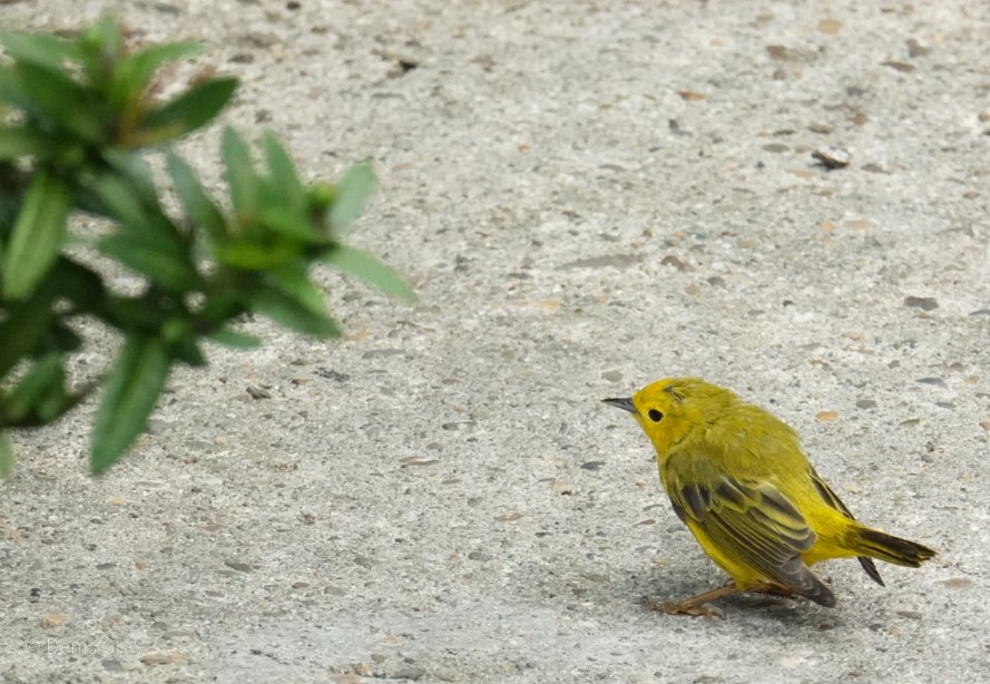 Yellow Warbler, Western Belize