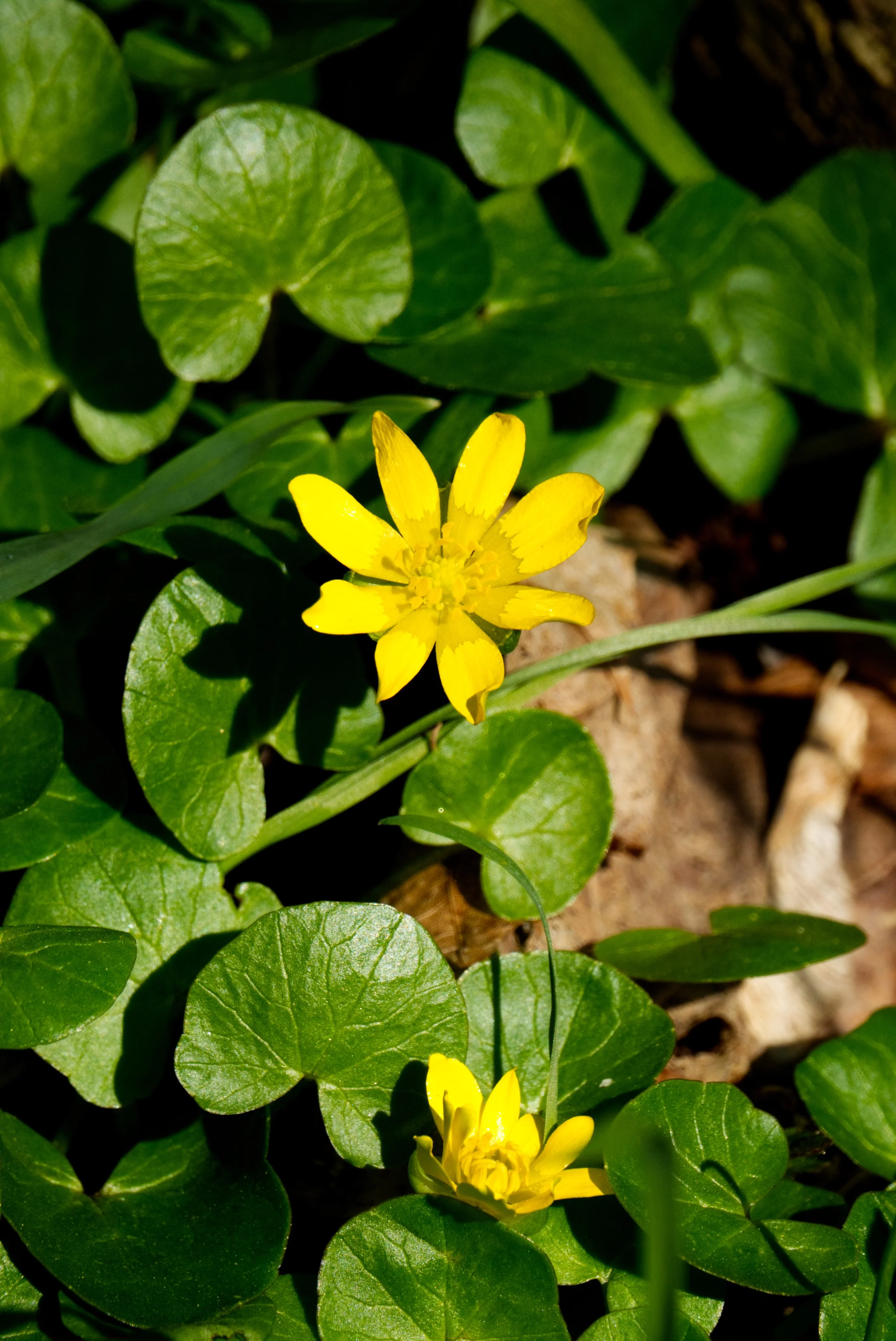 Lesser Celandine, Yellow Creek Ravine, Toronto
