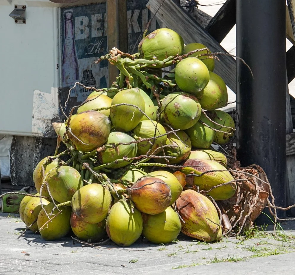 Coconuts, Belize City, Belize