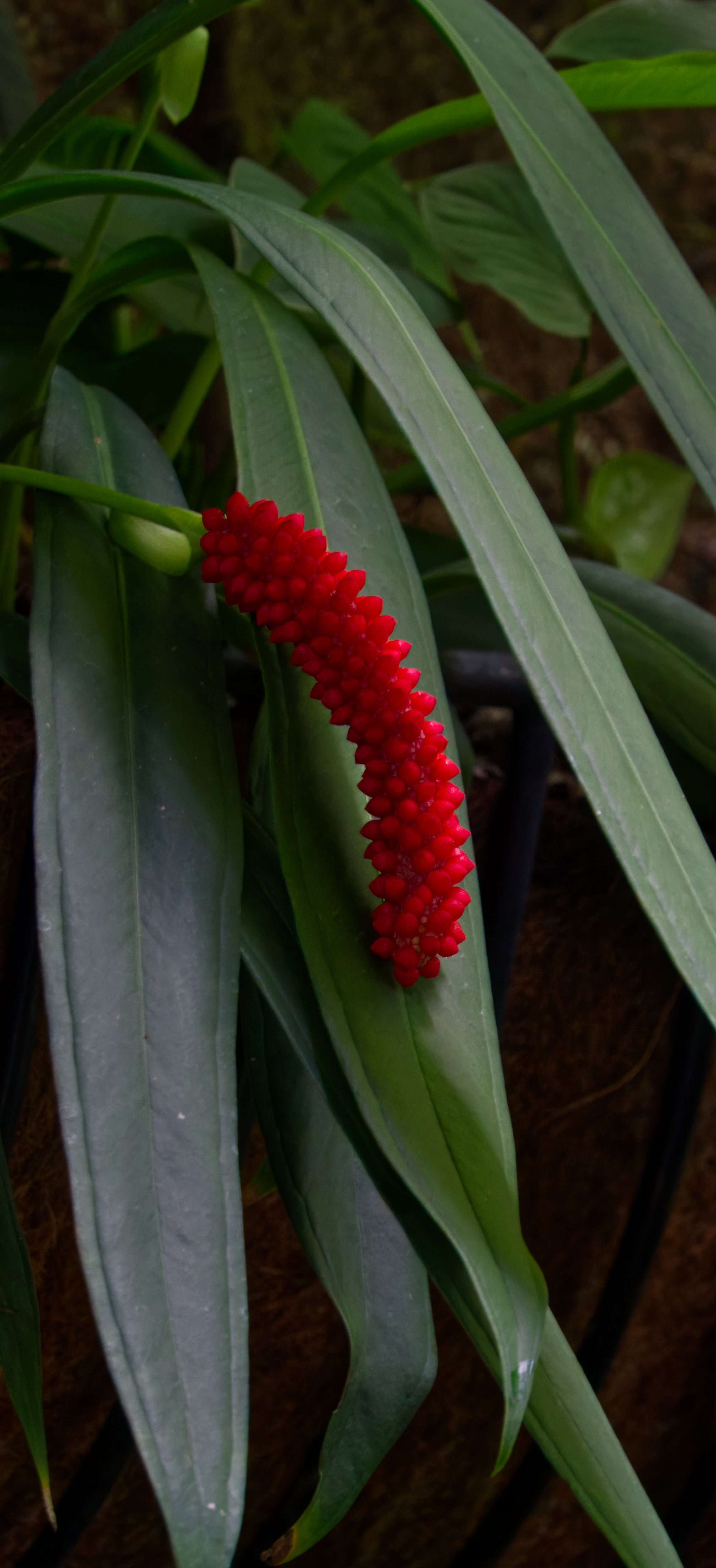 Anthurium Spadix, Atlanta Botanic Garden, Atlanta, Georgia