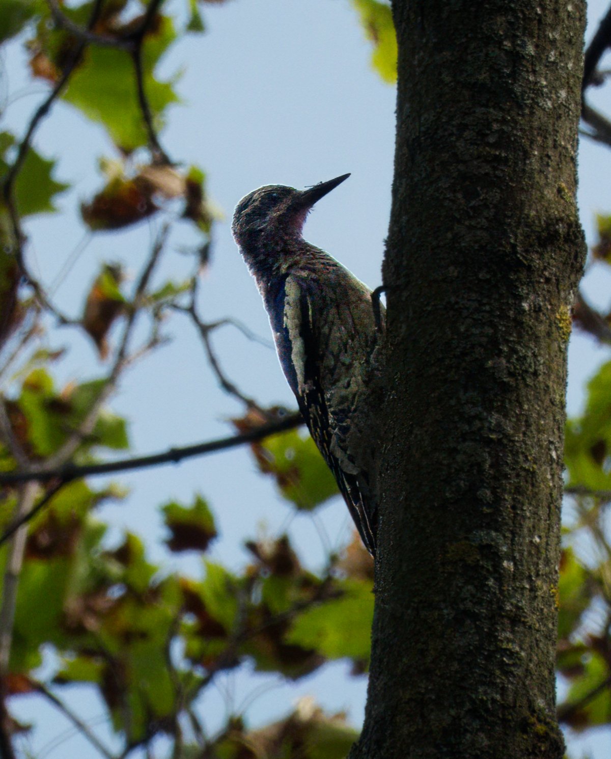 Juvenile Yellow-bellied Sapsucker