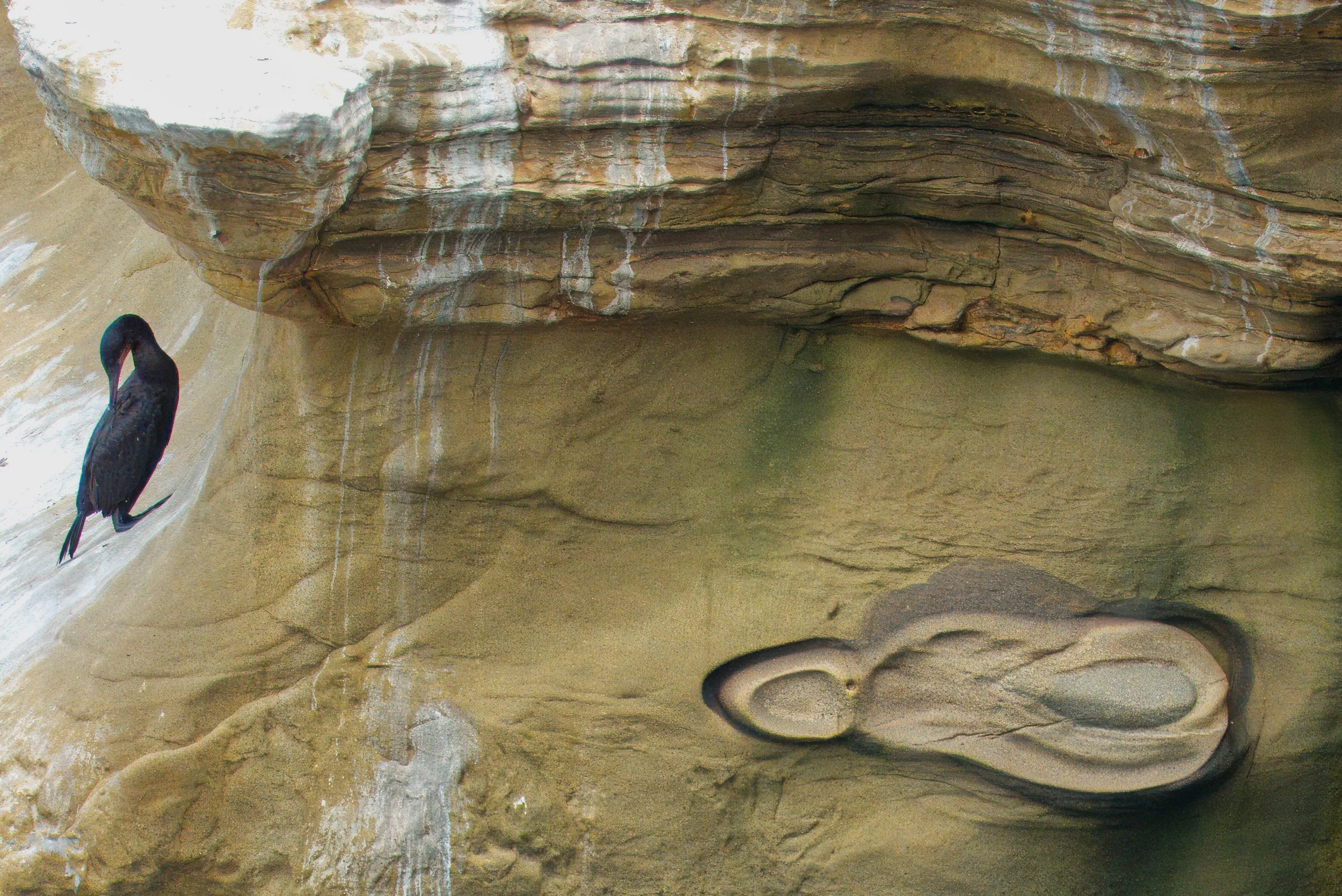 Brandt's Cormorant, La Jolla, Southern California and an interesting example of sandstone erosion to be found along the cliffs