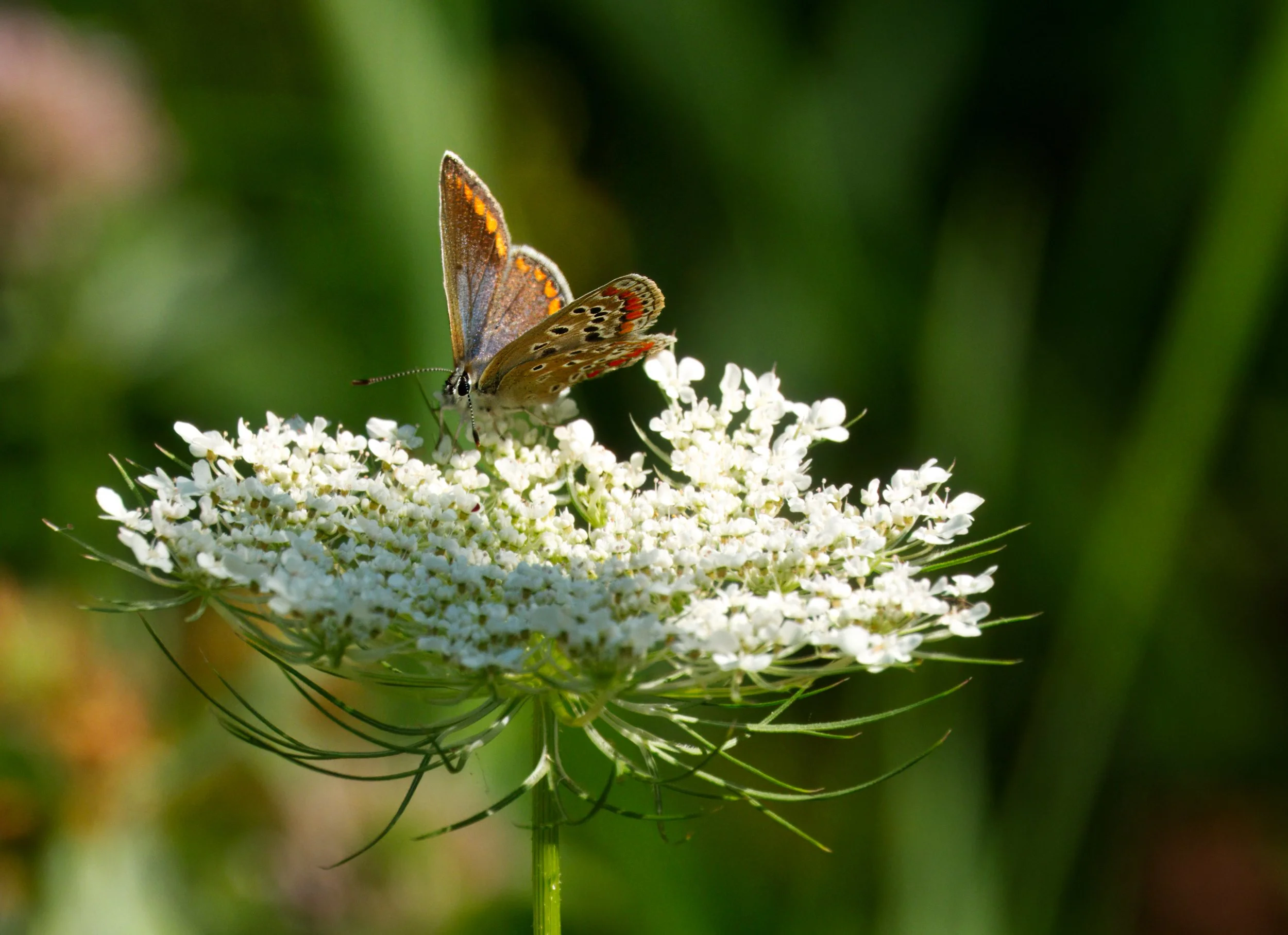 Brown Argus Butterfly