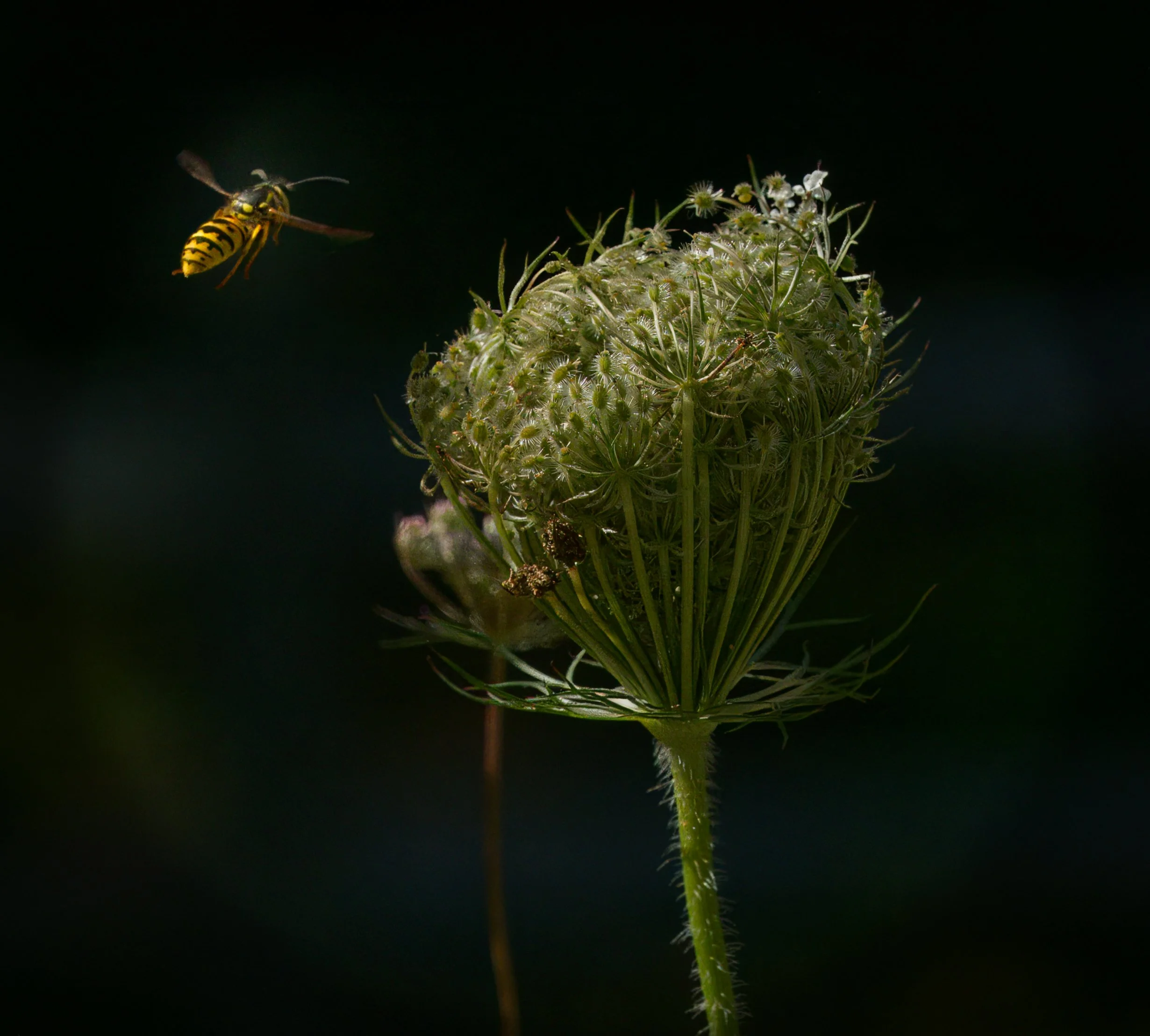 Yellowjacket Wasp on final approach