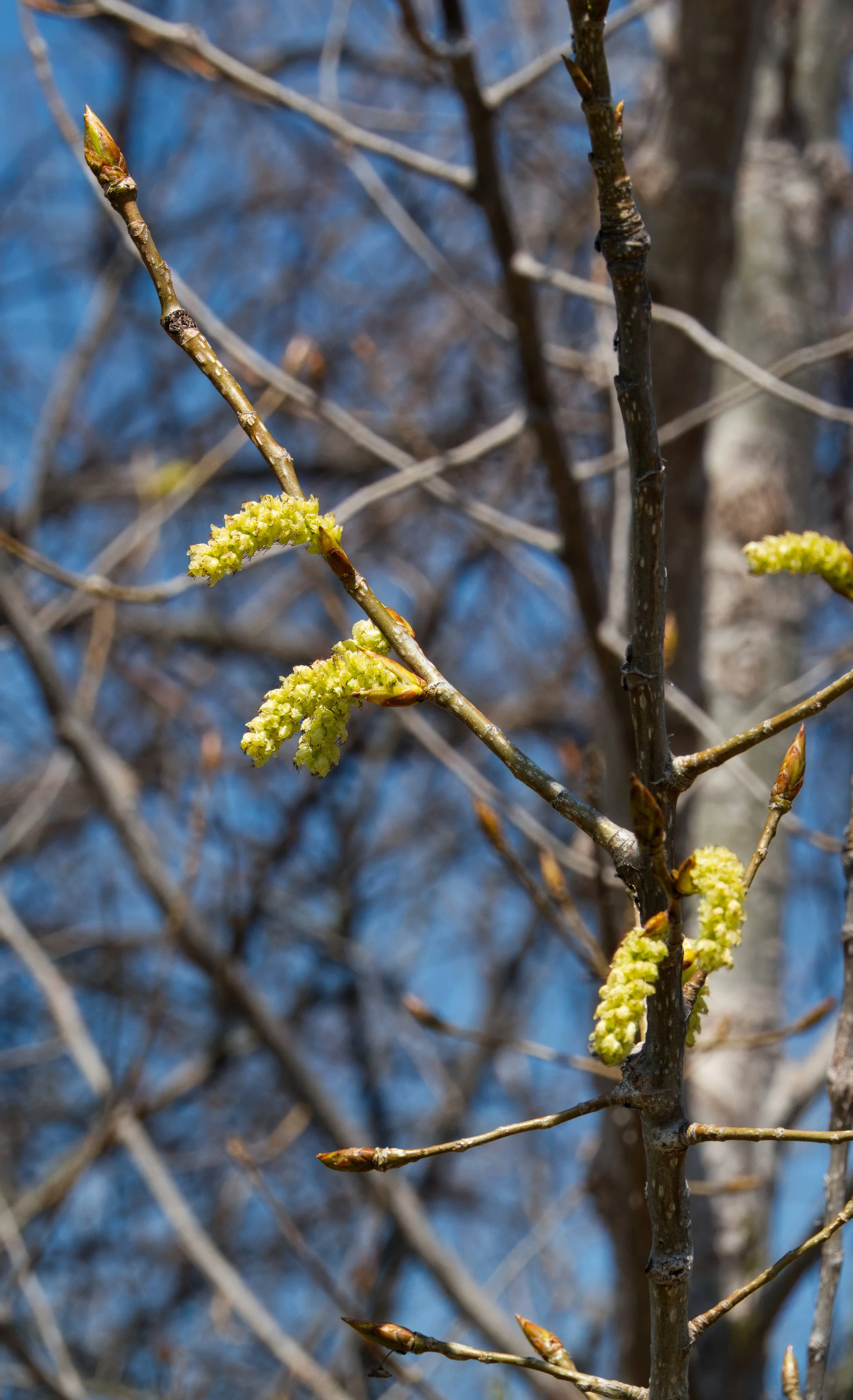 Hornbeam, Tommy Thompson Park, Toronto