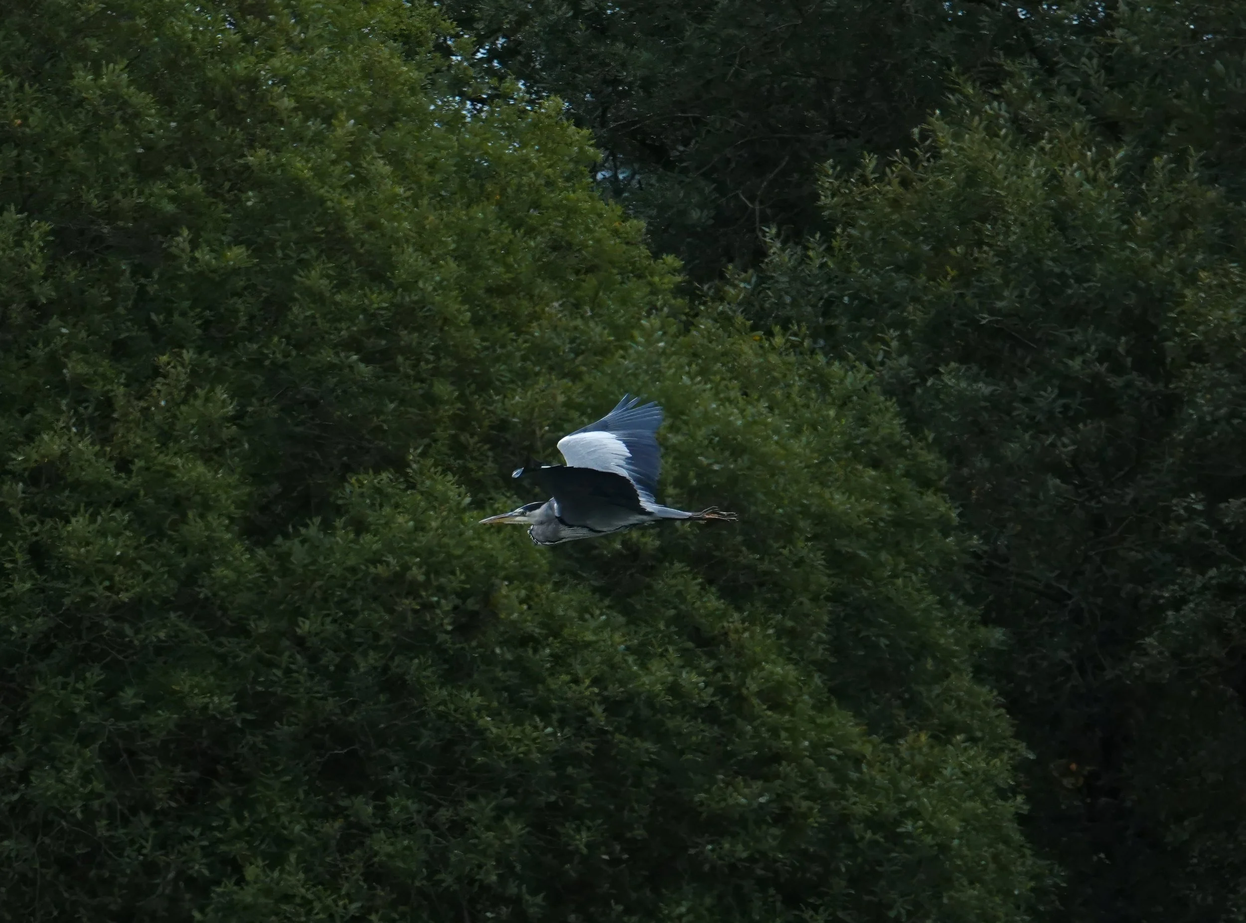 Eurasian Grey Heron, Lough Ennel, Mullingar, Ireland