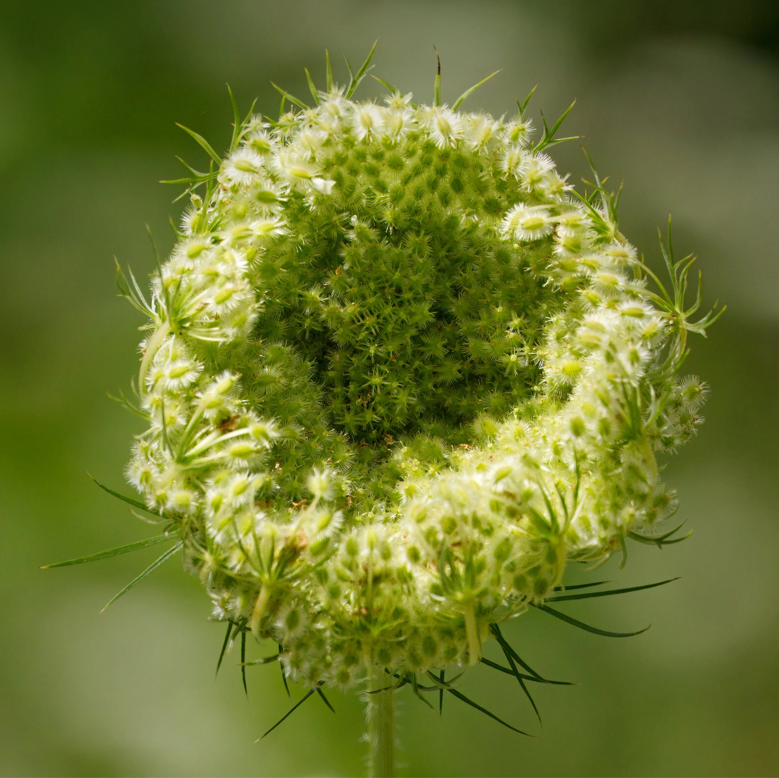 Queen Anne's Lace