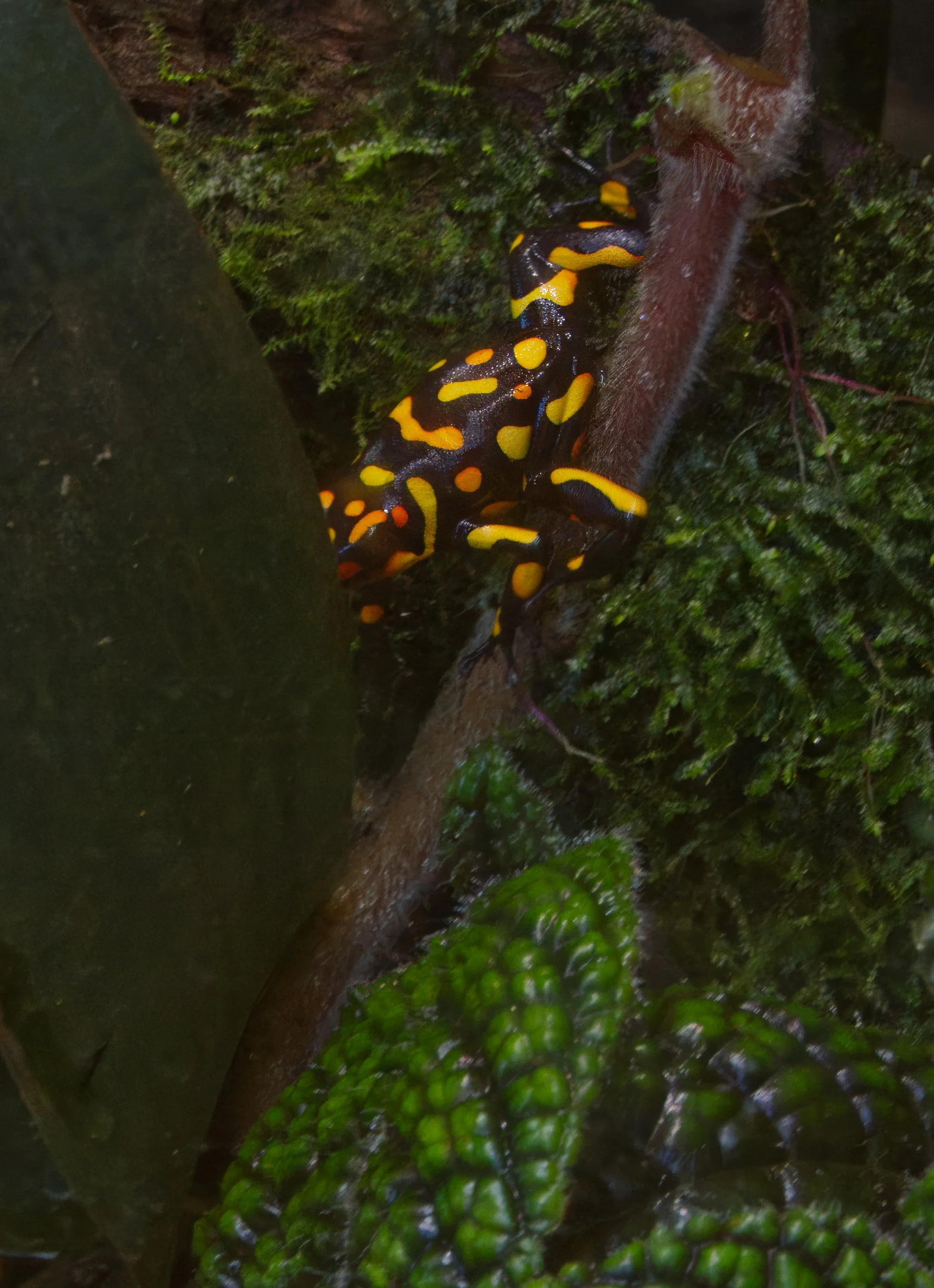 Harlequin Poison Frog, Atlanta Botanic Garden, Atlanta, Georgia