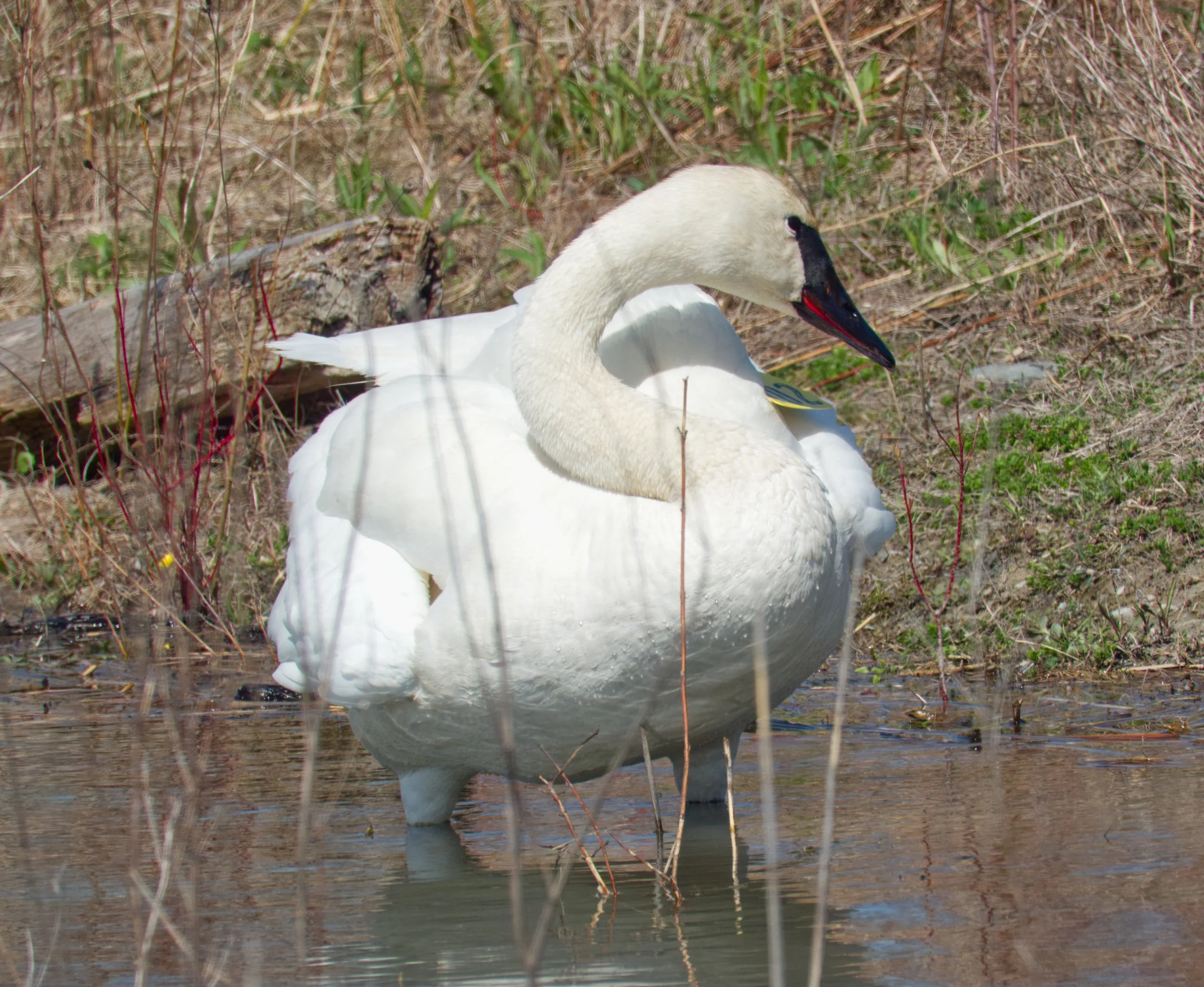 Trumpeter Swan, Tommy Thompson Park, Toronto
