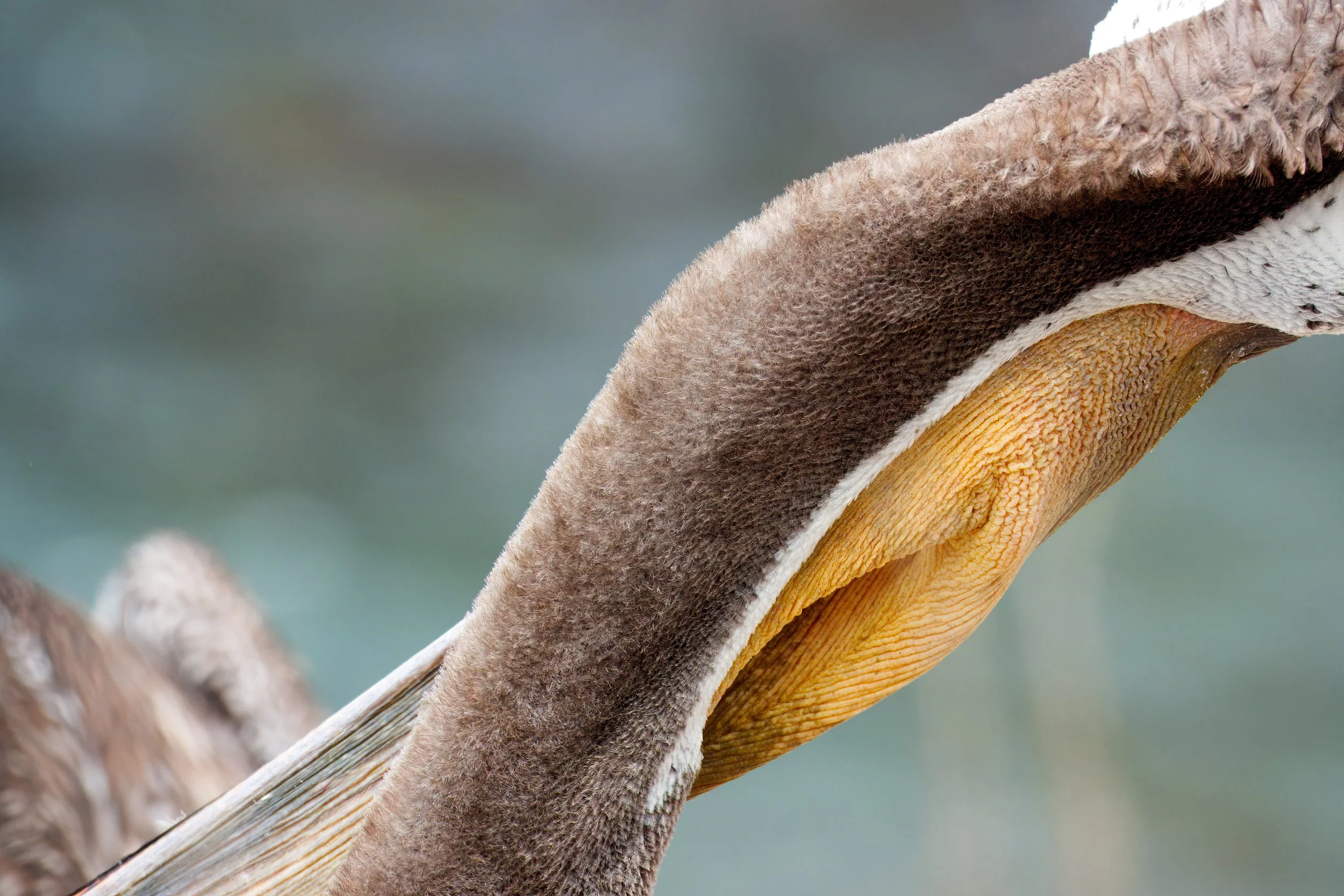 Brown Pelican detail, La Jolla, Southern California