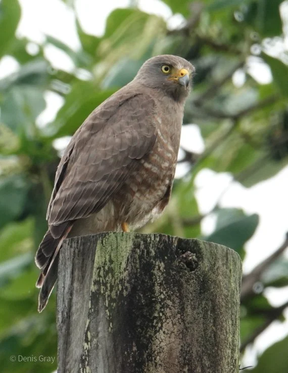Roadside Hawk (Juvenile), Hopkins, Belize