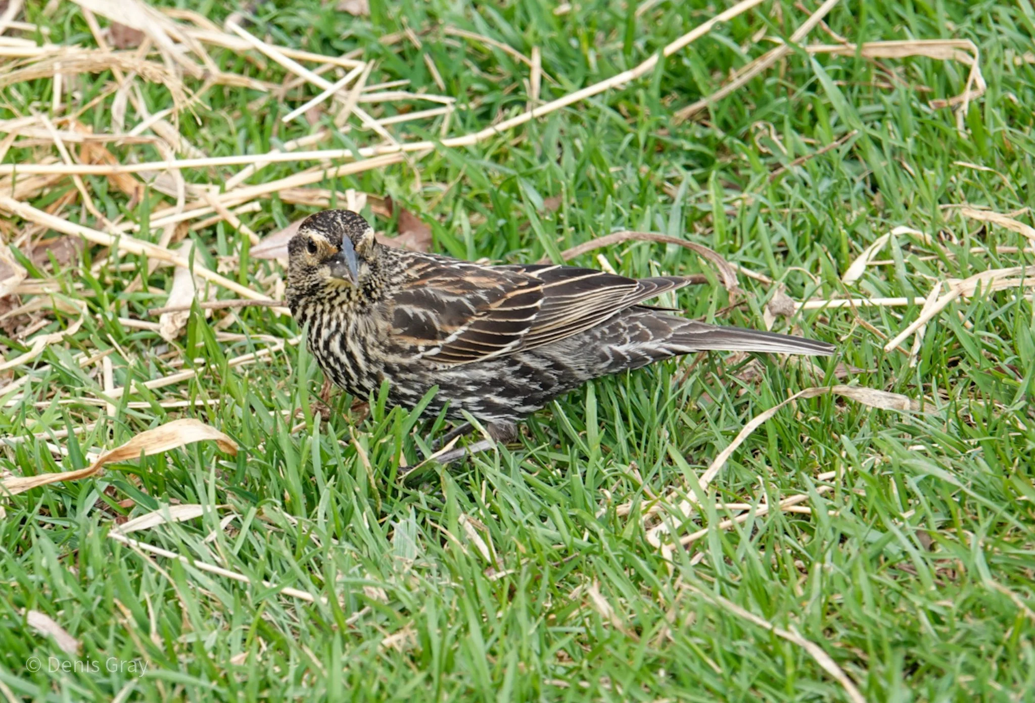 Red-winged Blackbird (female), Waterfront, Toronto