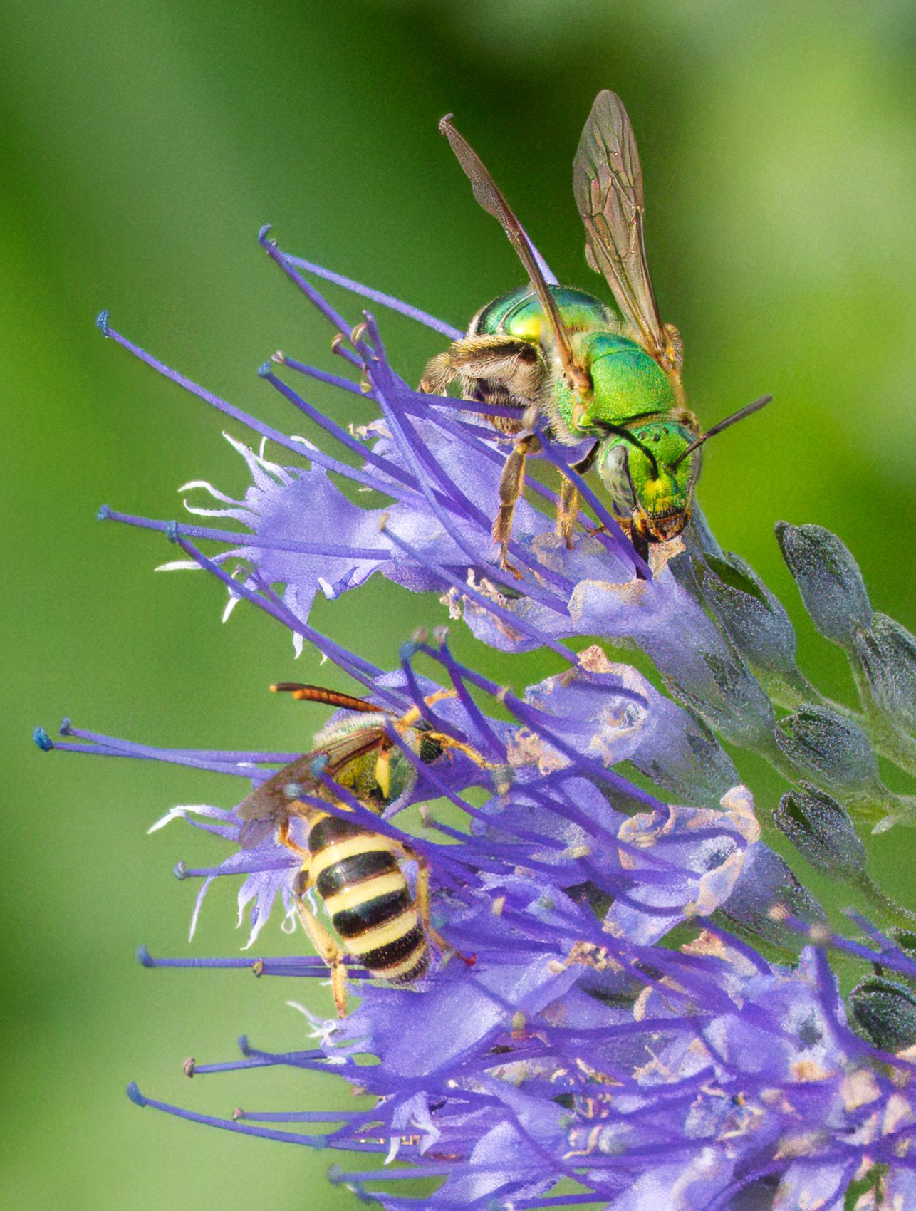 A striped Sweat Bee (lower) with Metallic Green Sweat Bee (upper)