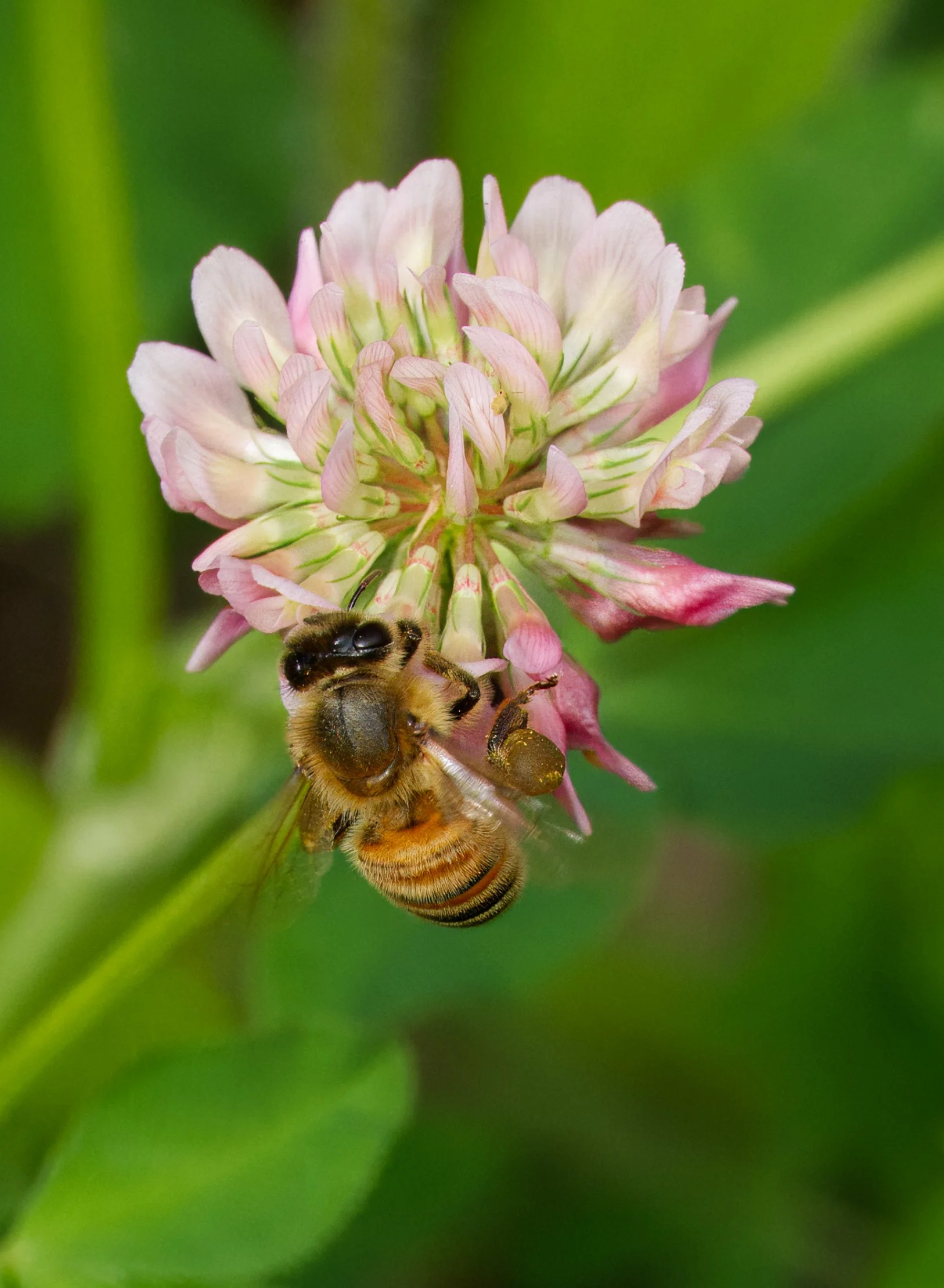 Western Honey Bee (Finally a honey bee)