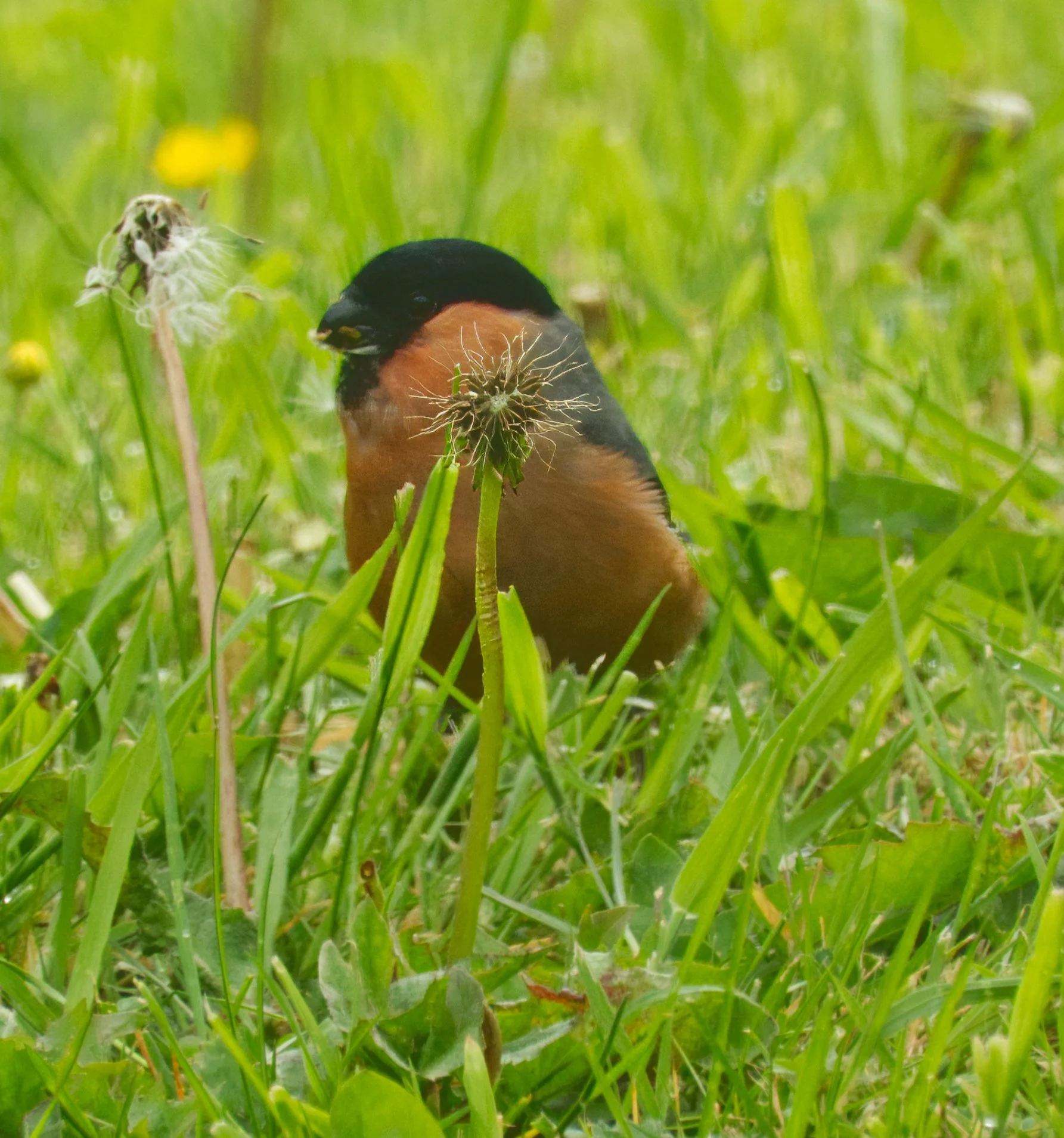 Bullfinch, male, Petitiswood, Mullingar