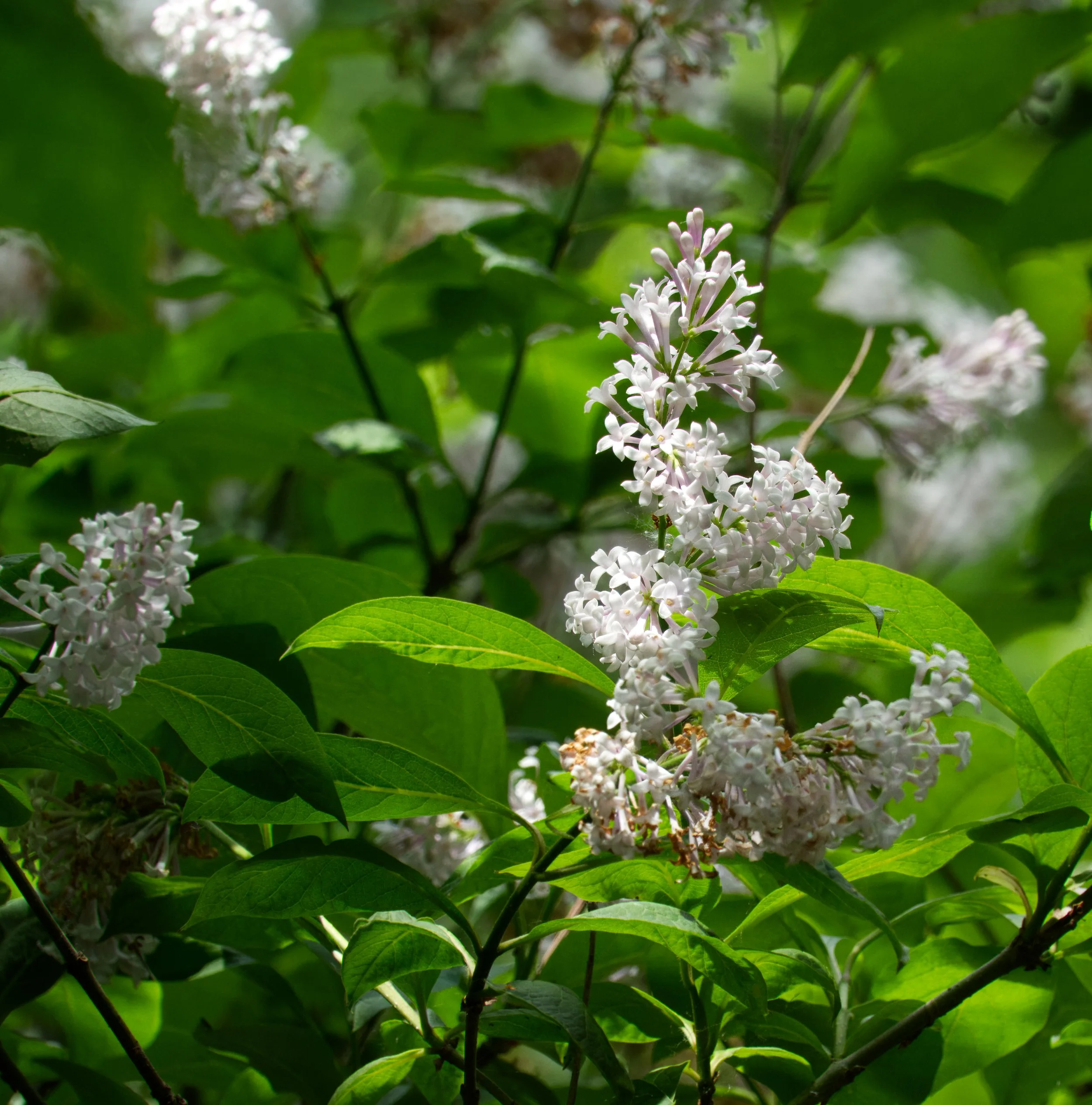 Lilac, Vale of Avoca, Toronto