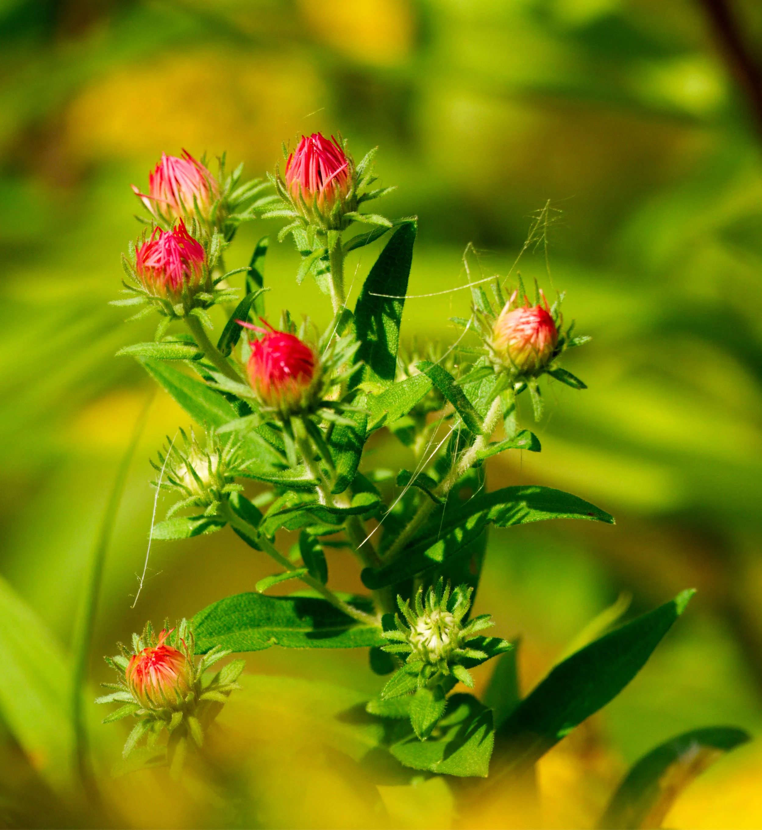 New England Aster about to bloom