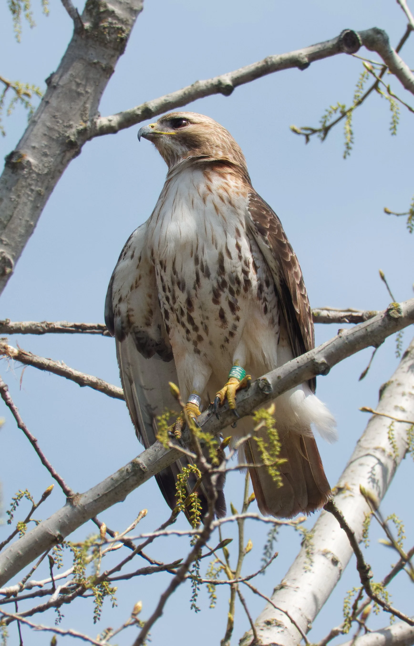 Red-tailed Hawk 03 DSC05631.jpg