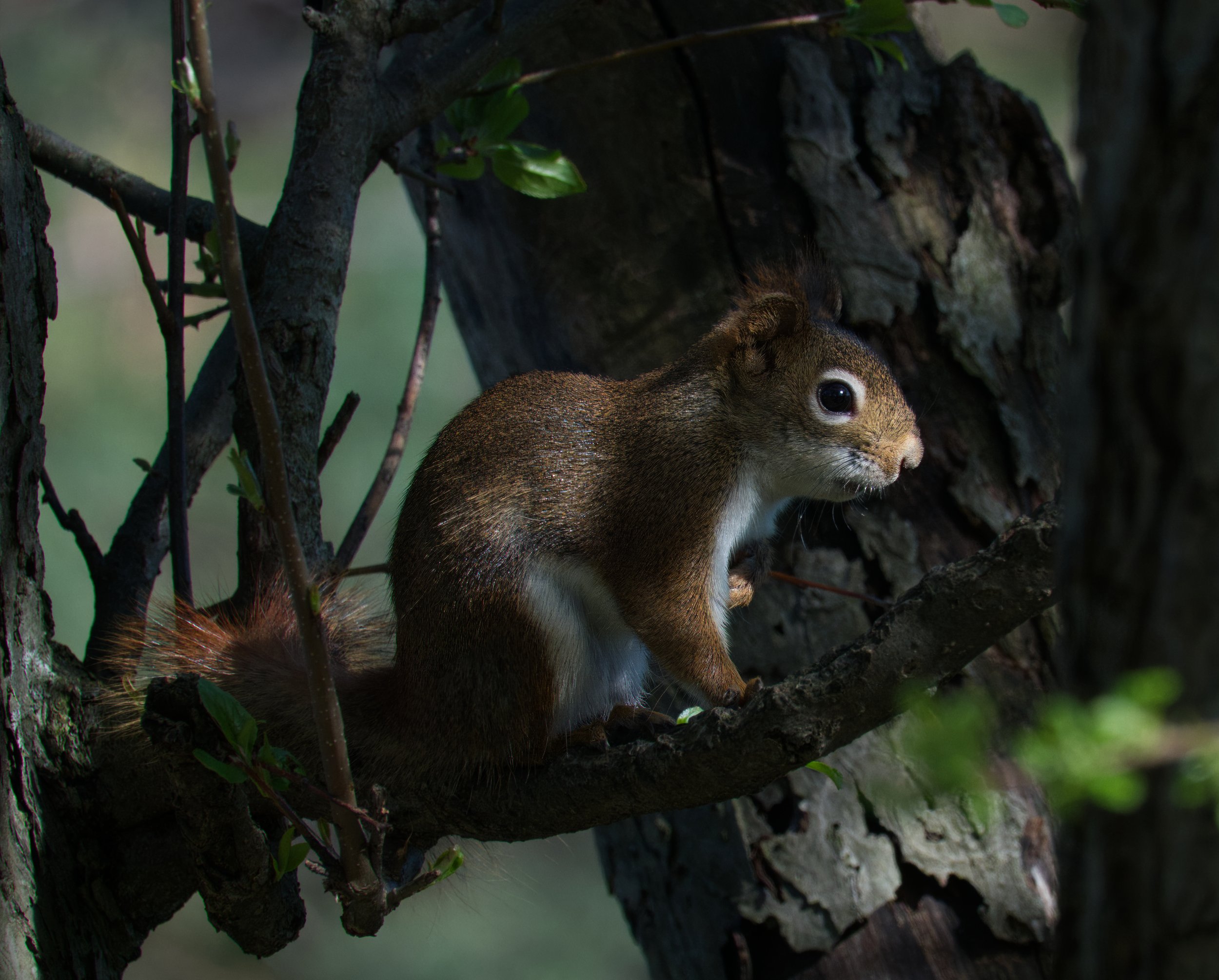 American Red Squirrel