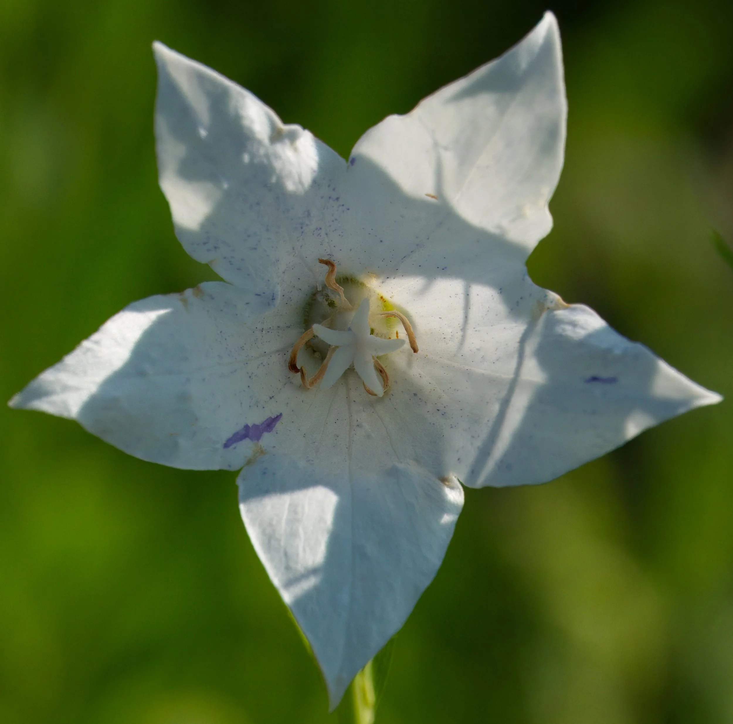 Platycodon grandiflorus, commonly known as White Balloon Flower