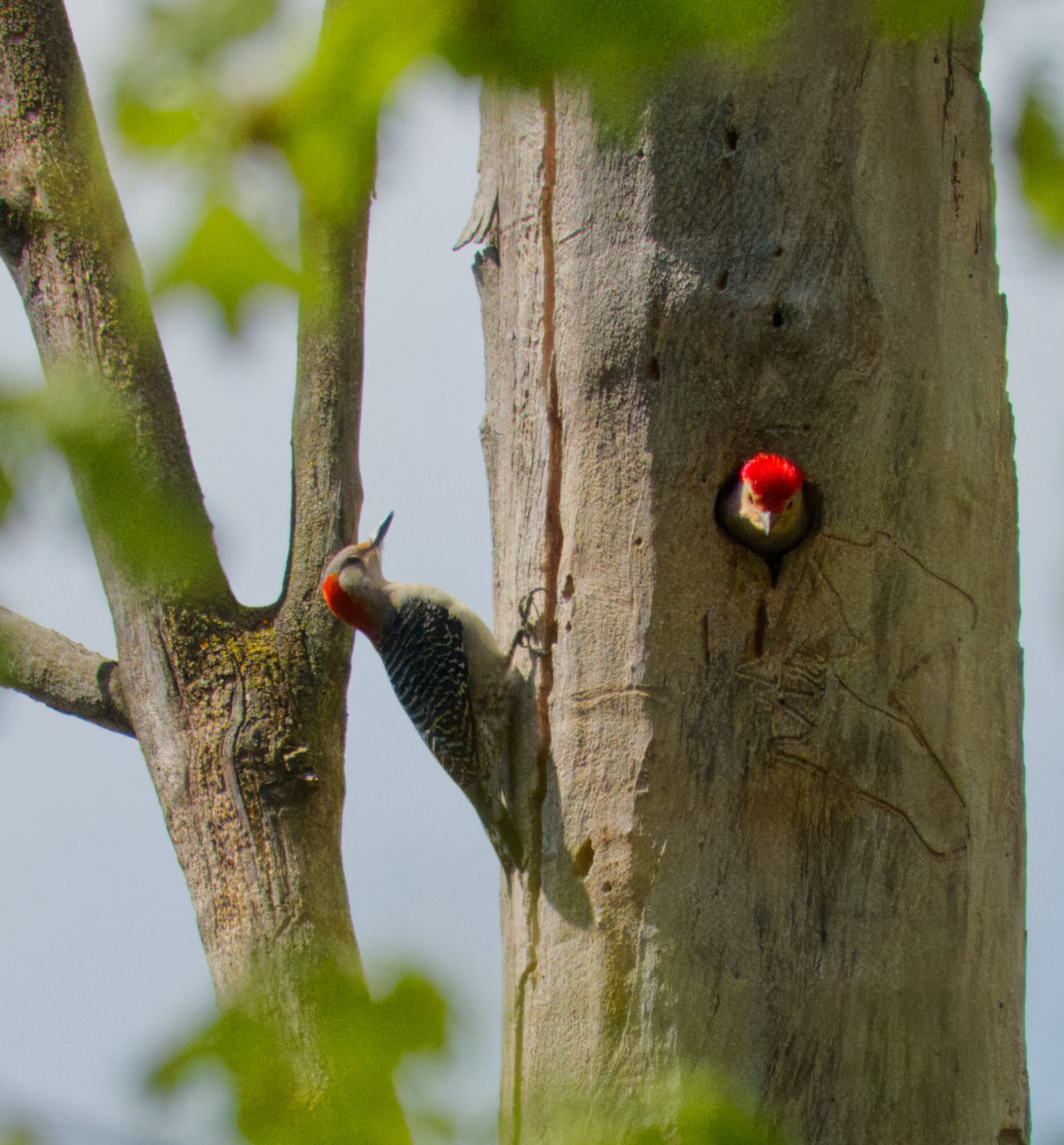 Northern Flicker, Pair, Yellow Creek Ravine, Toronto