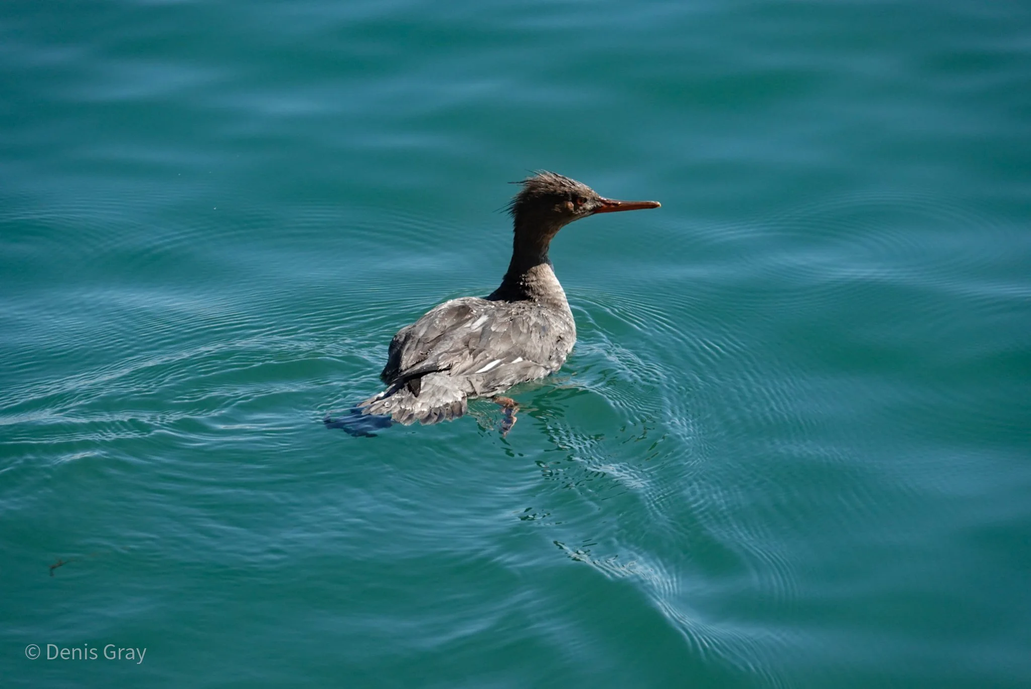 Red-breasted Merganser, Waterfront, Toronto