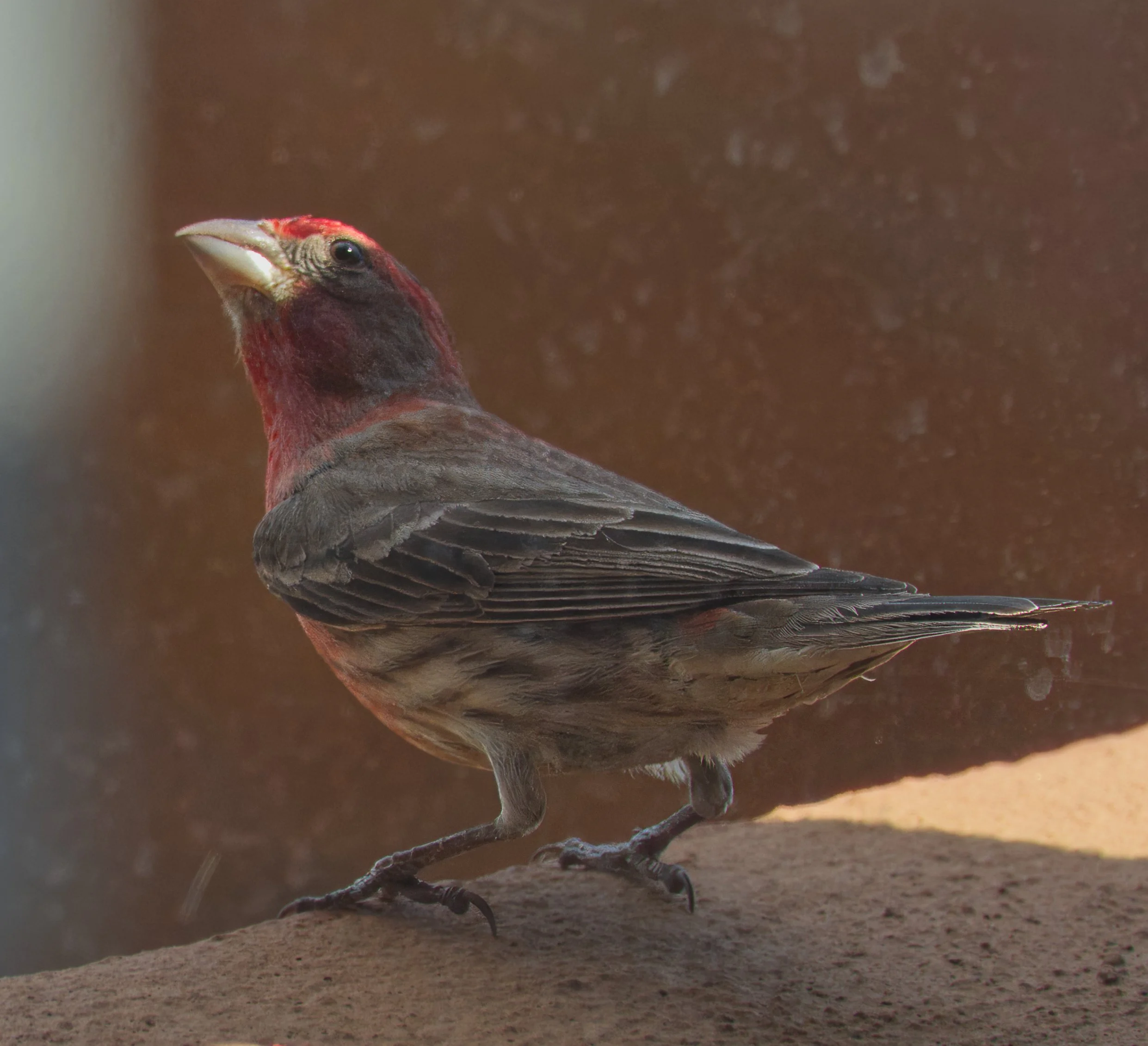 House Finch, Male, balcony, St. Clair, Toronto