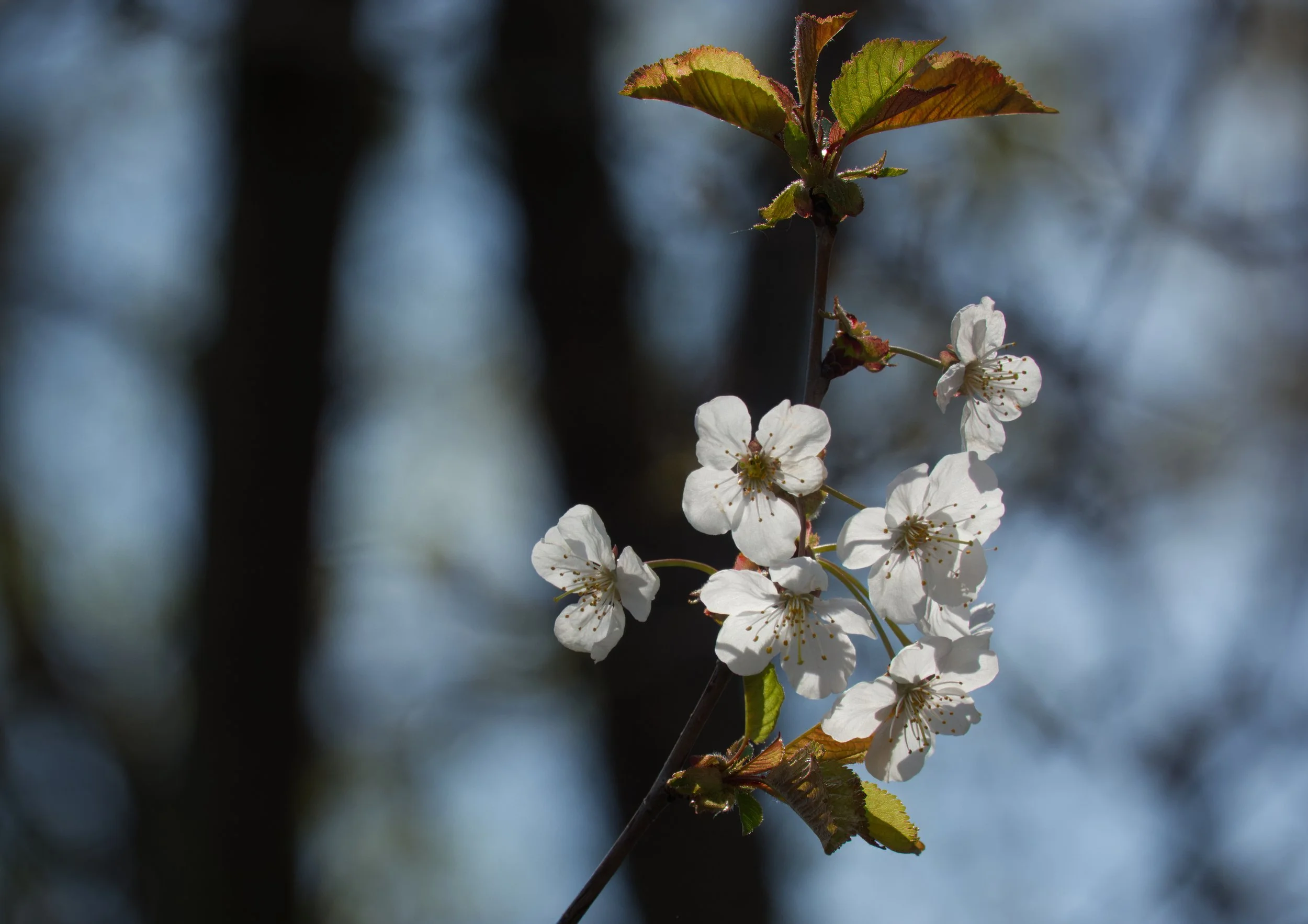 Sweet Cherry, Tommy Thompson Park, Toronto