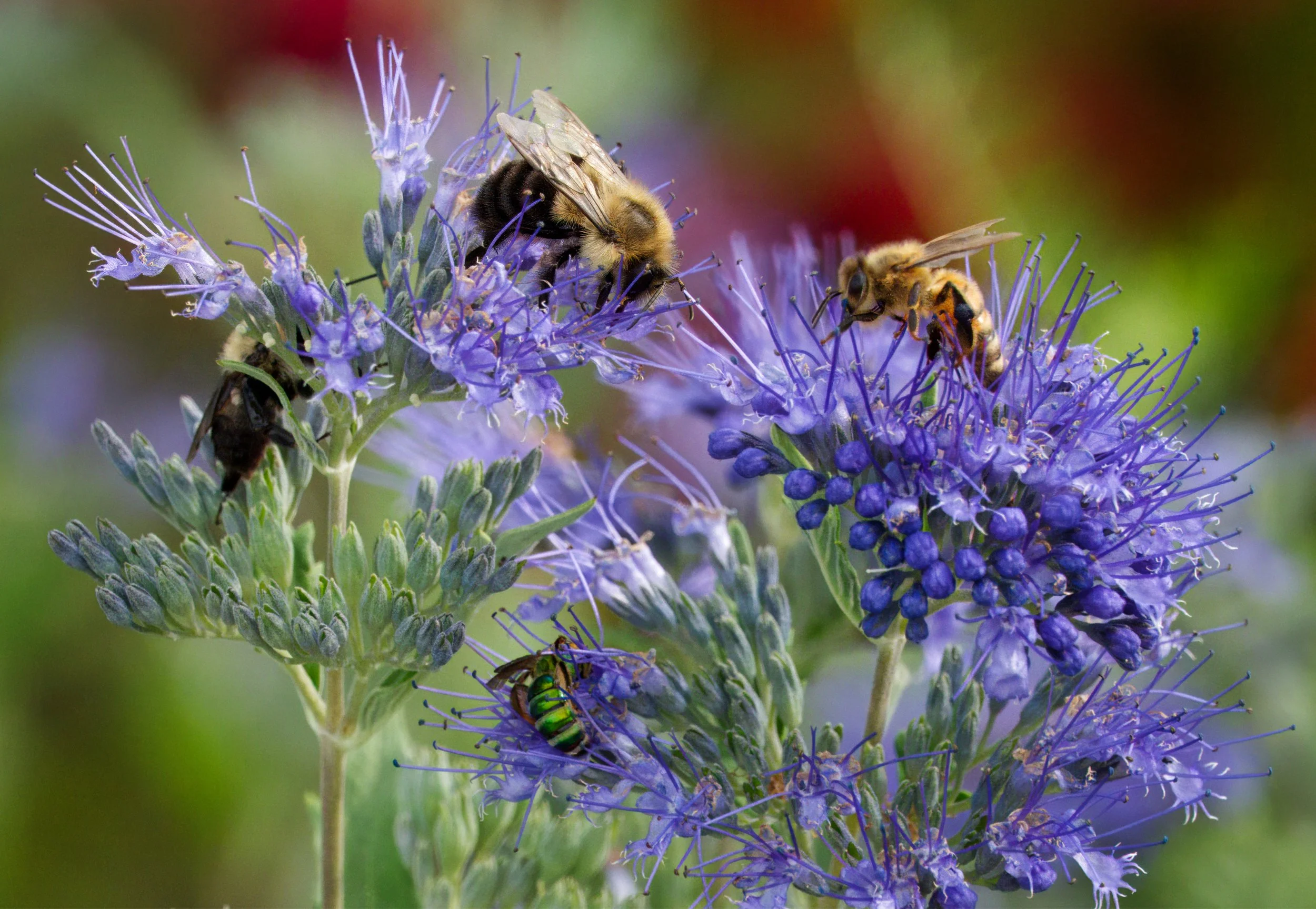 Bumble Bees, a Honey Bee and a Metallic Green Sweat Bee on Caryopteris