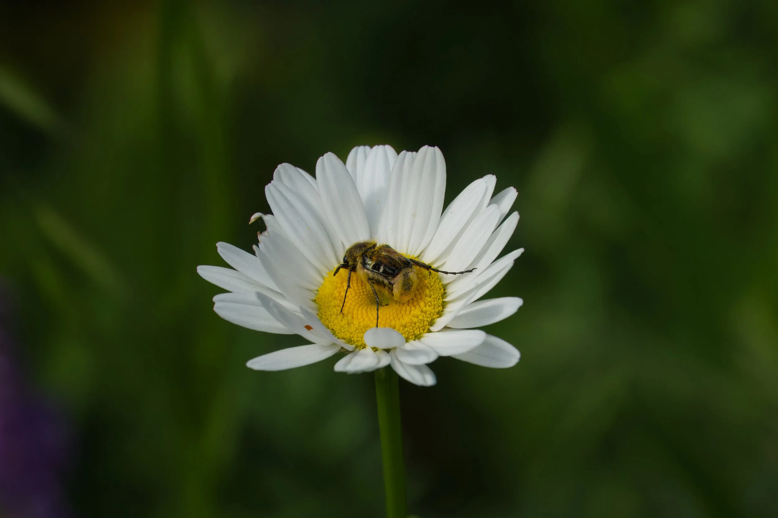 Hairy Flower Scarab Beetle