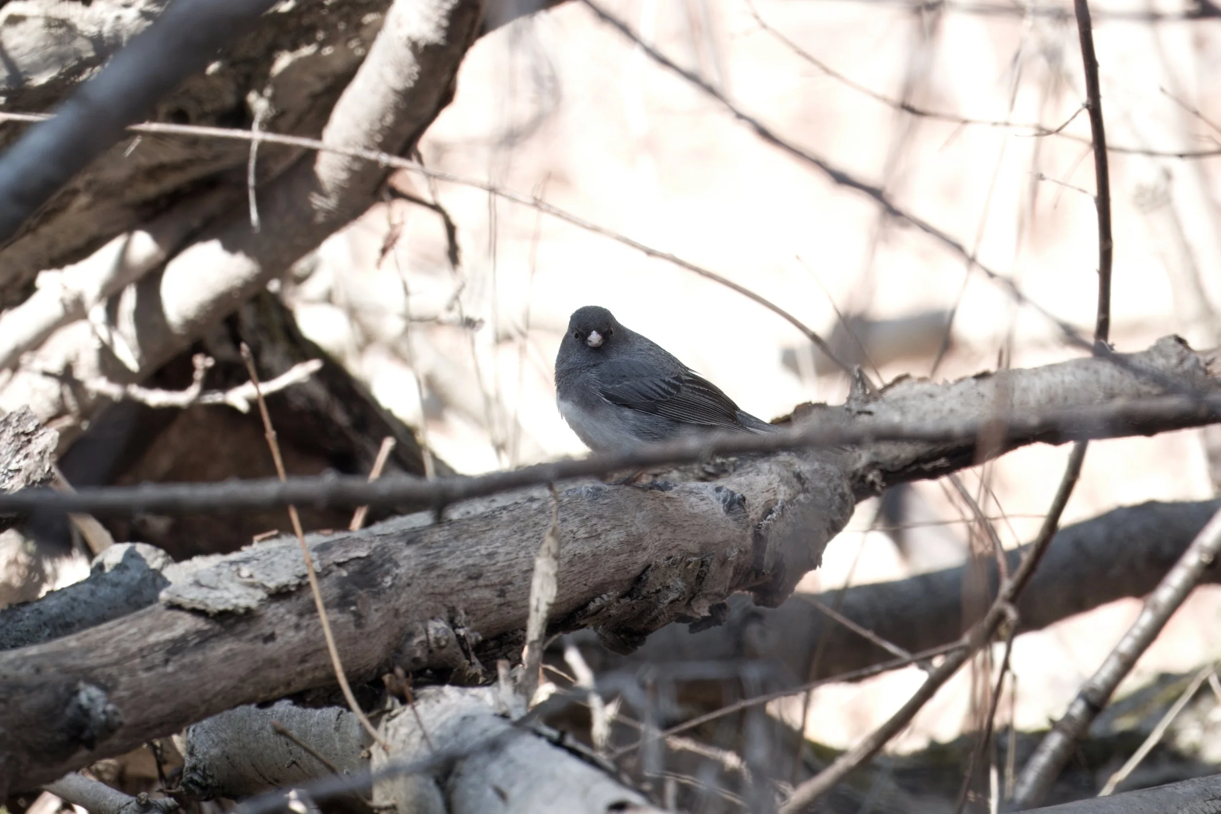 Black-eyed Junco, Yellow Creek Ravine, Toronto