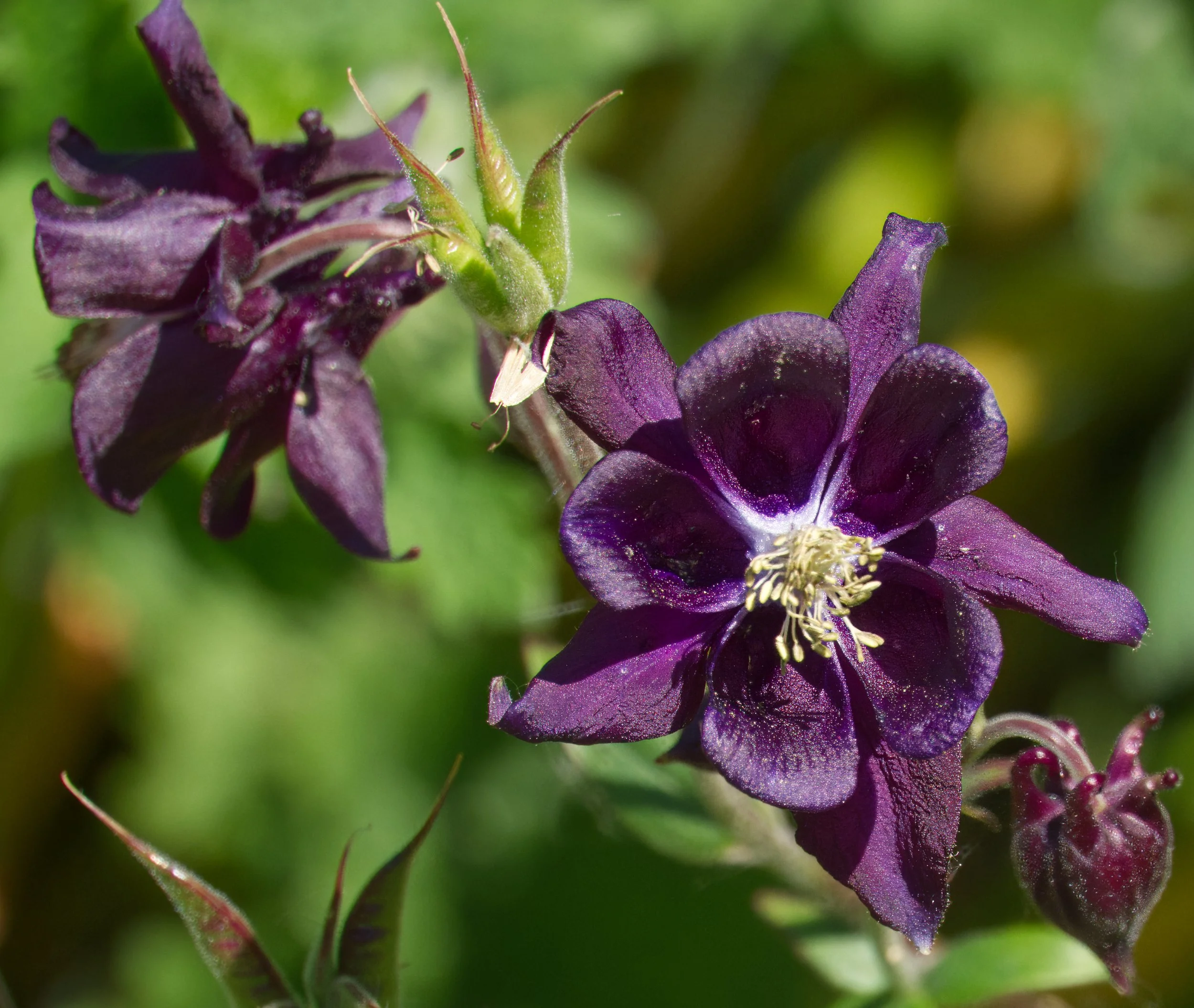Aquilegia, Obelisk Walk, Blackrock, Dublin