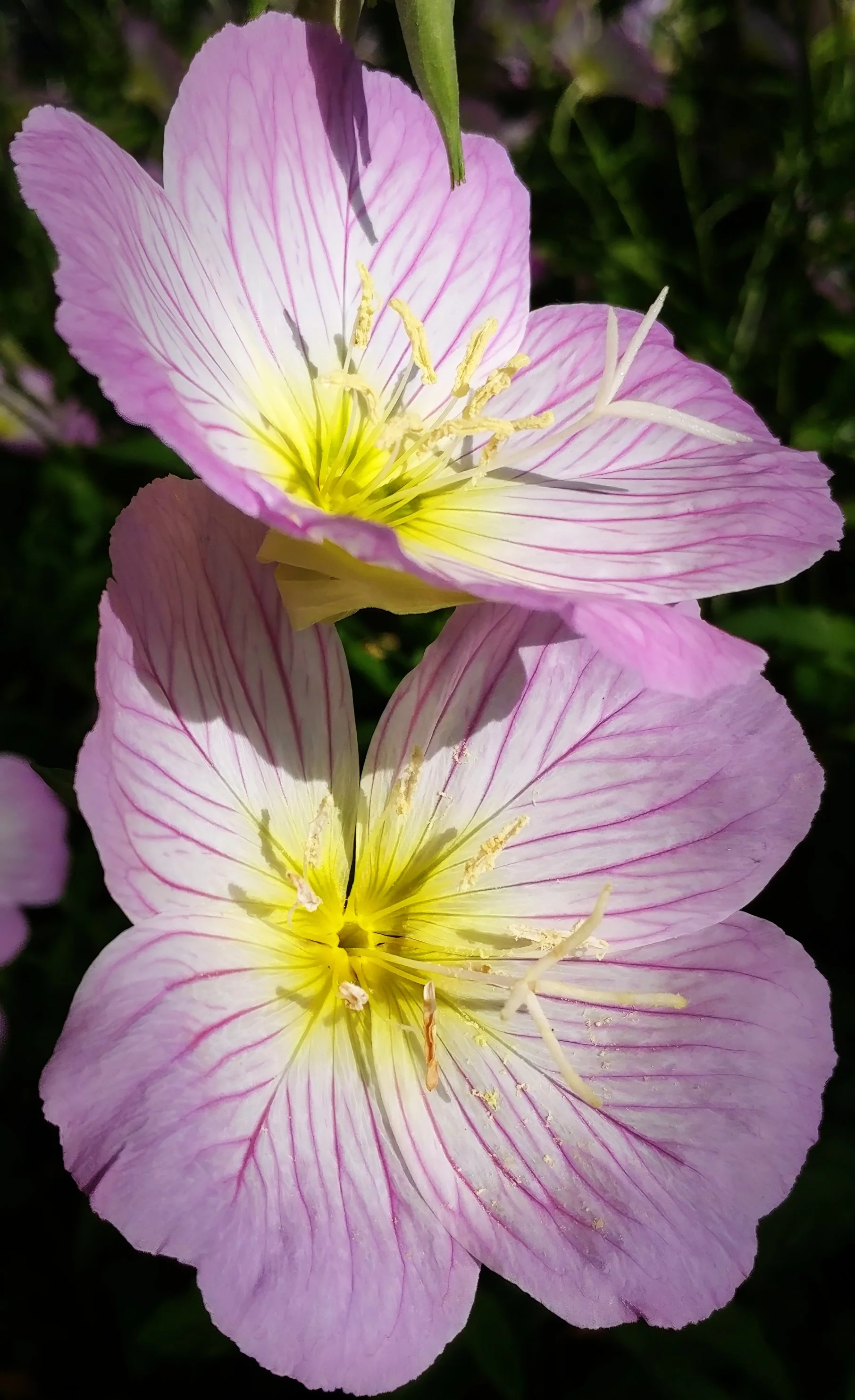 Oenothera (Evening Primrose), Alexandria, Va
